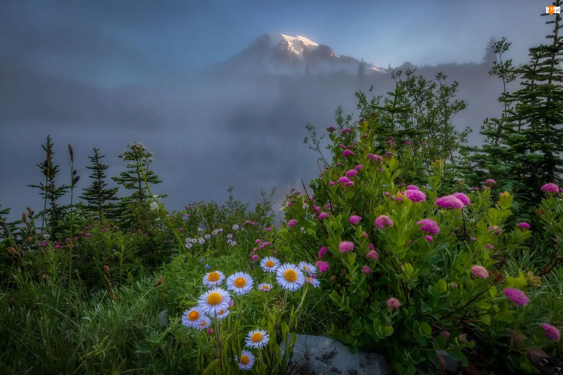 Mgła, Stany Zjednoczone, Szczyt Mount Rainier, Kwiaty, Stan Waszyngton, Stratowulkan, Rośliny, Park Narodowy Mount Rainier