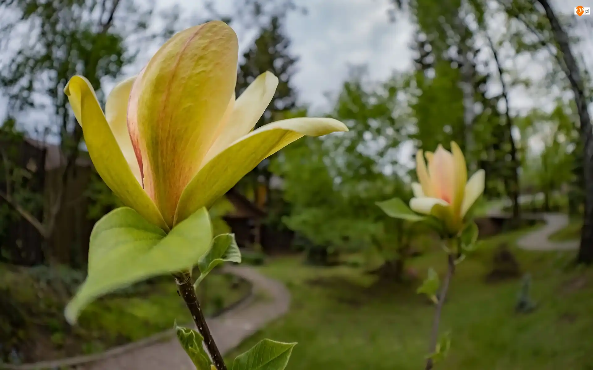 Magnolia, Park, Żółta, Krzew, Kwiaty