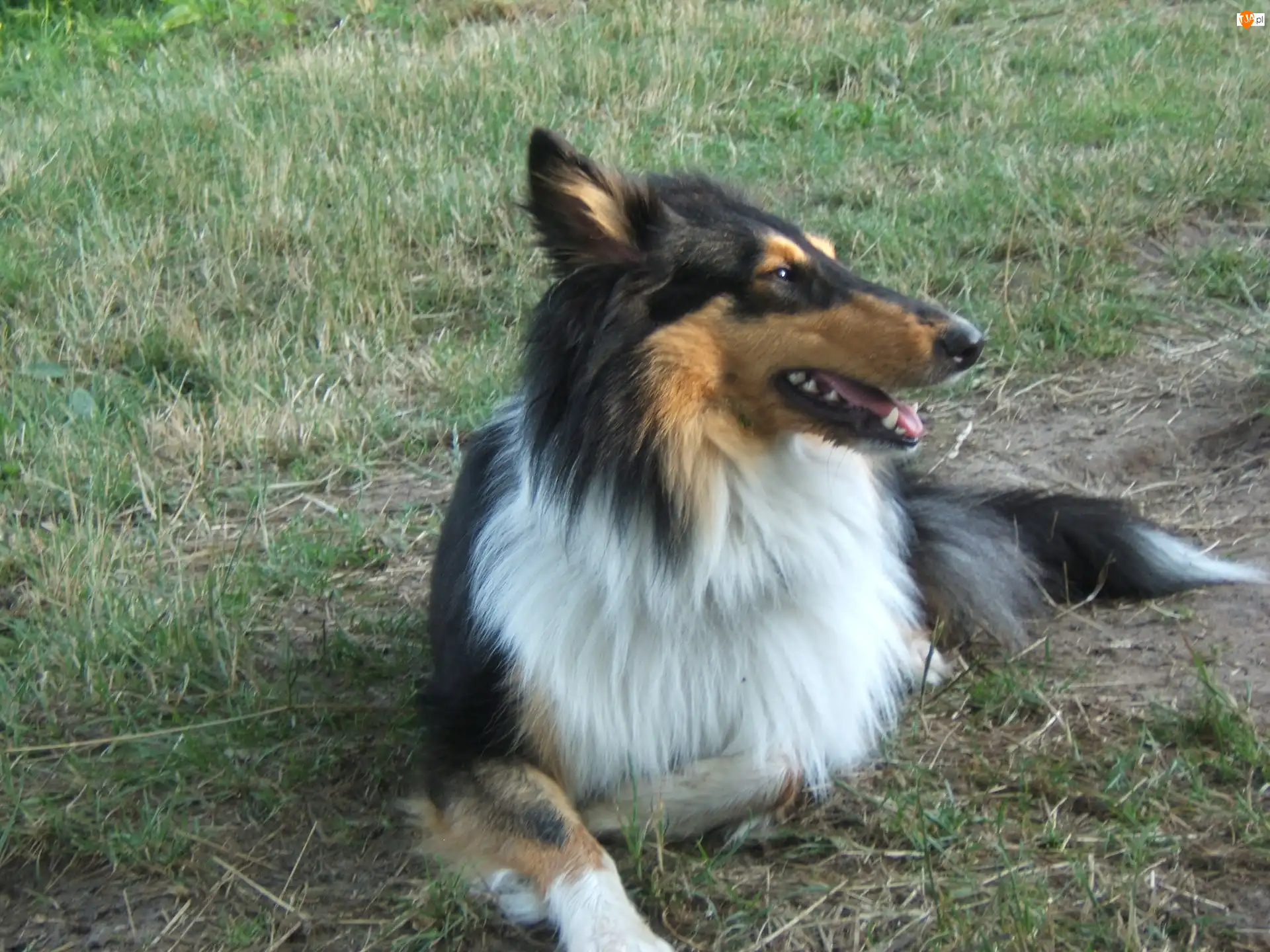 Kołnierz, Pies, Collie, Biały