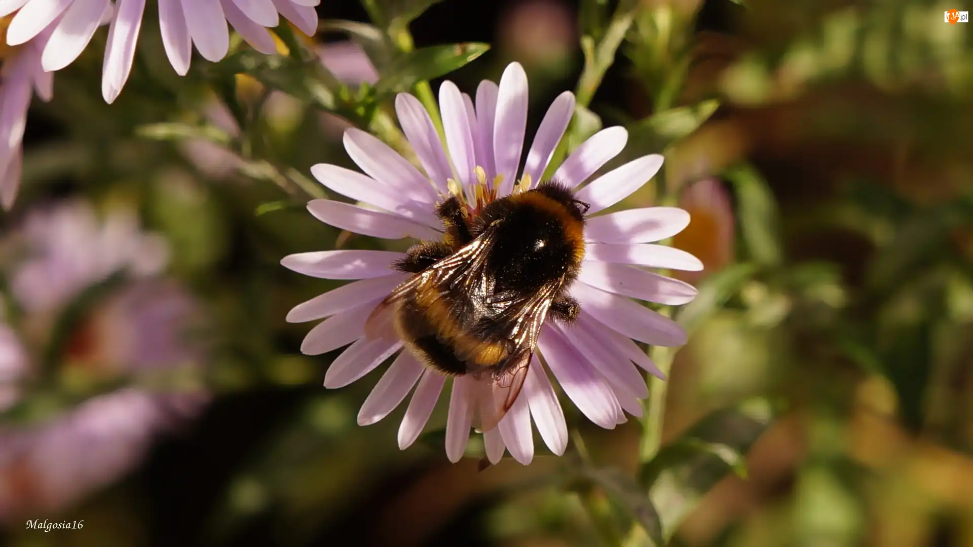 Trzmiel, Aster