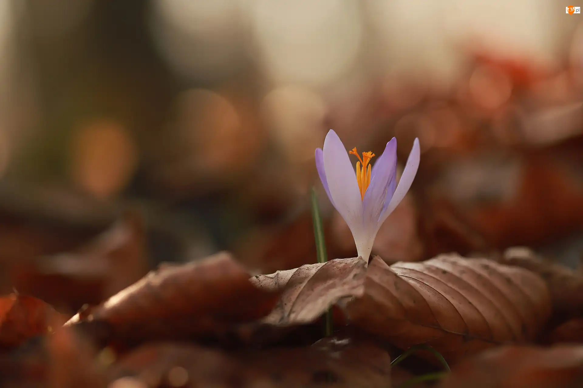 Suche, Zbliżenie, Krokus, Liliowy, Liście