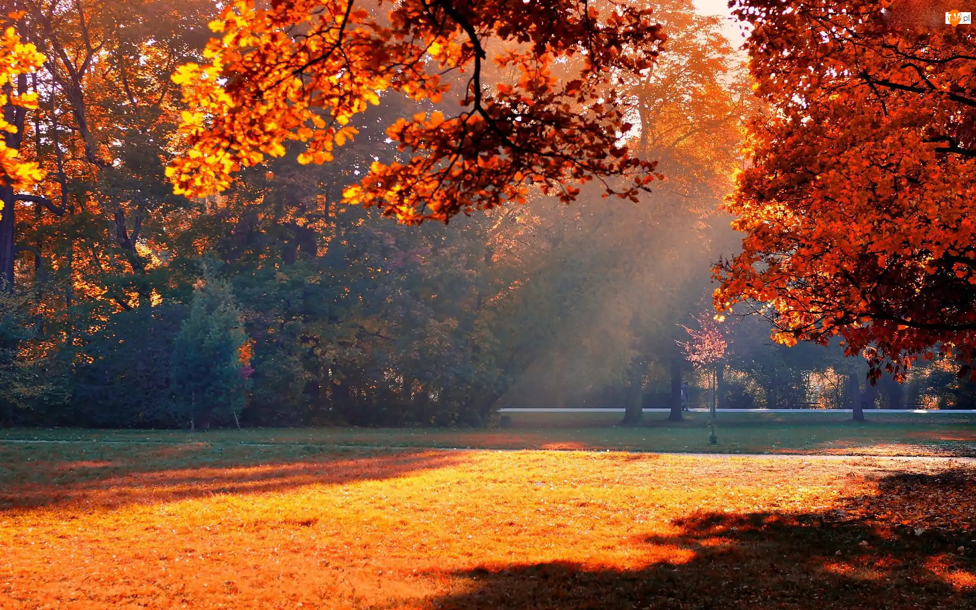 Mgła, Jesień, Park, Drzewa