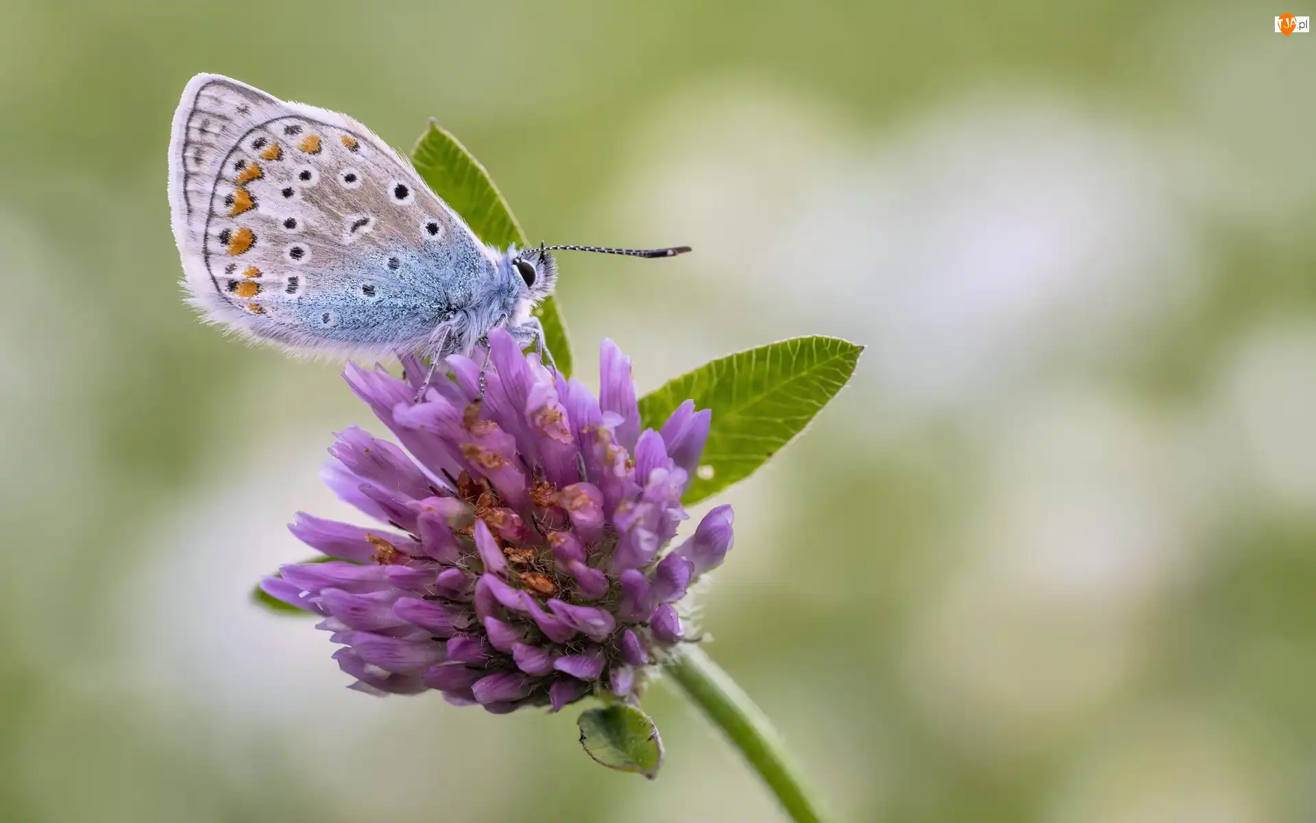 Roślina, Koniczyna, Modraszek ikar, Motyl, Kwiat