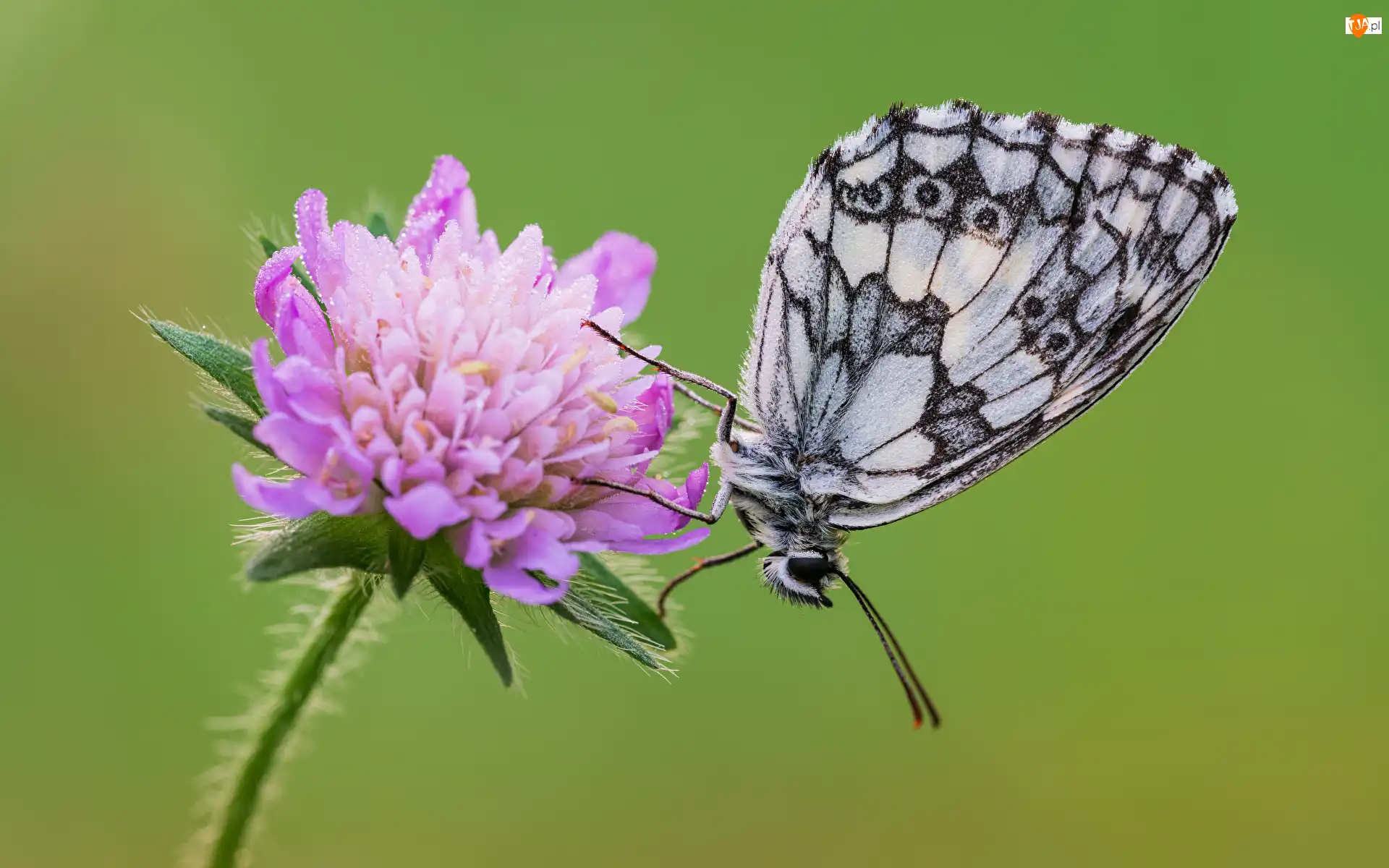 Fioletowy, Świerzbnica polna, Polowiec szachownica, Motyl, Kwiat