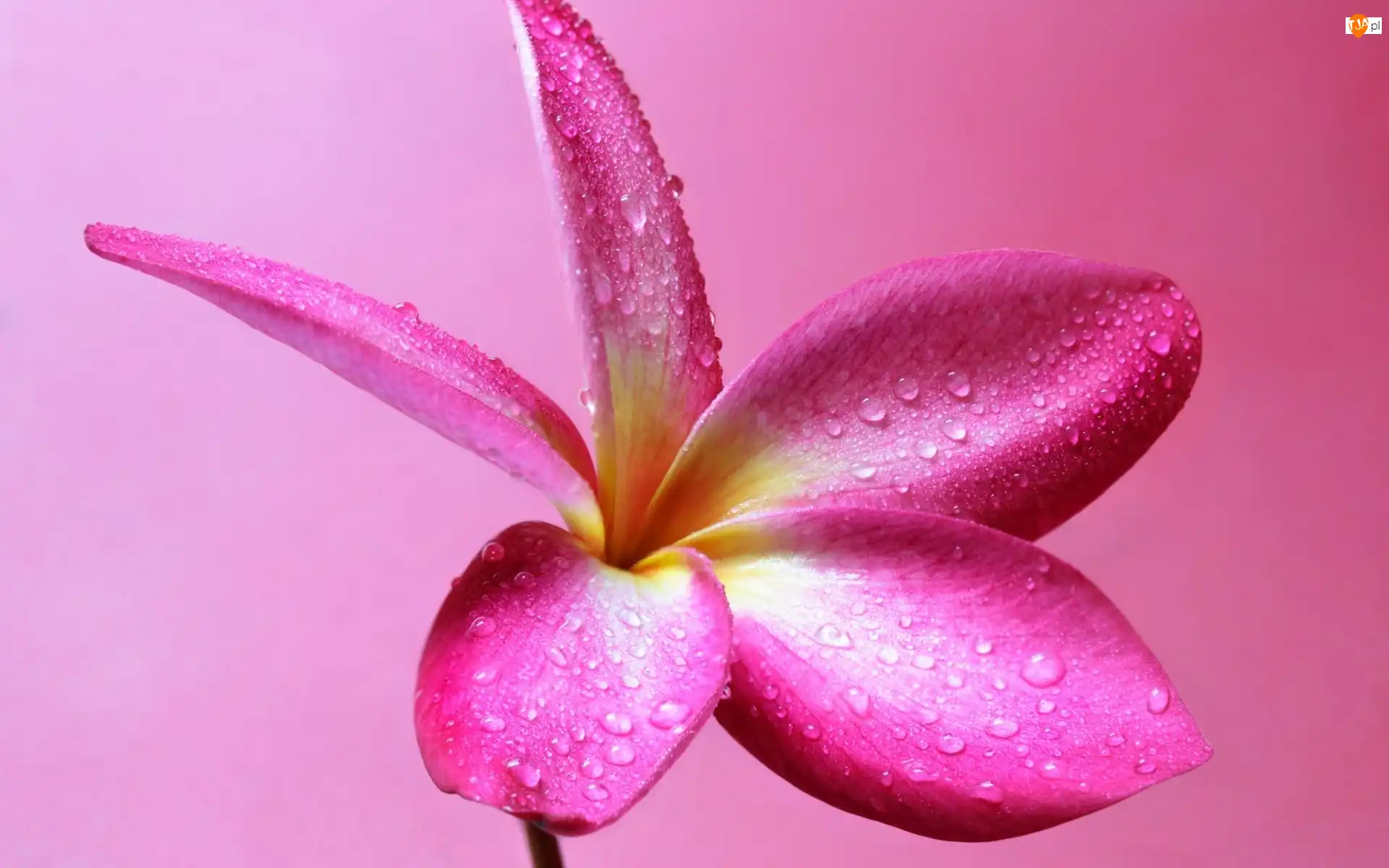 Krople, Różowe tło, Plumeria, Kwiat, Woda