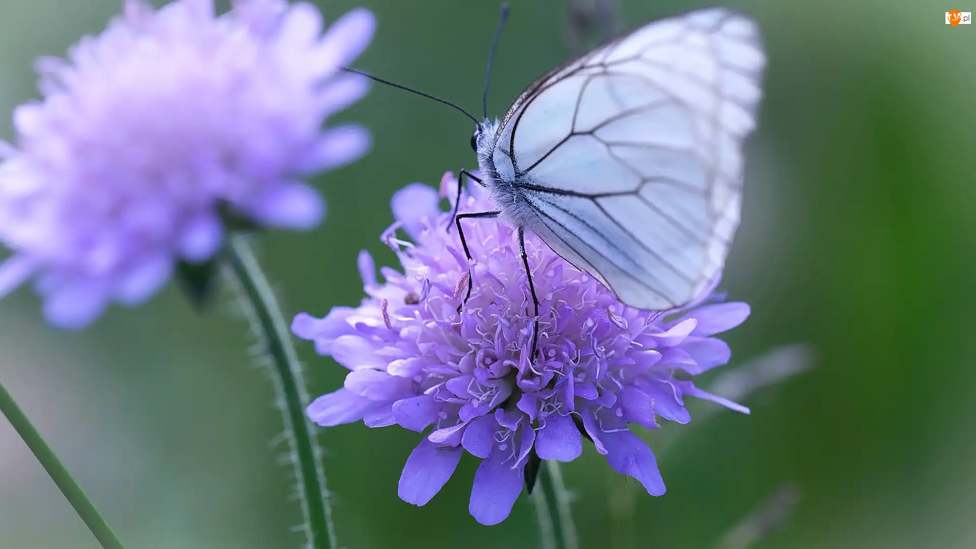 Niestrzęp głogowiec, Kwiaty, Motyl