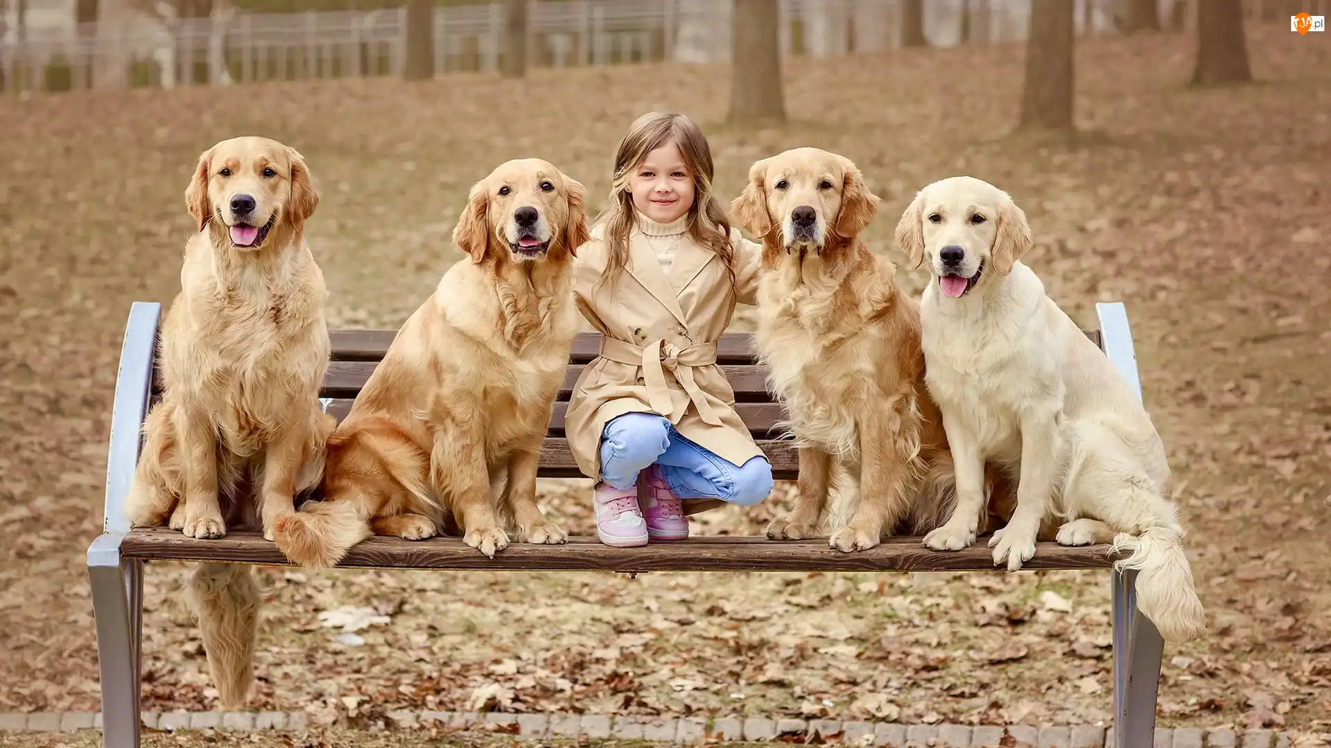 Psy, Golden retrievery, Liście, Dziewczynka, Jesień, Park, Ławka