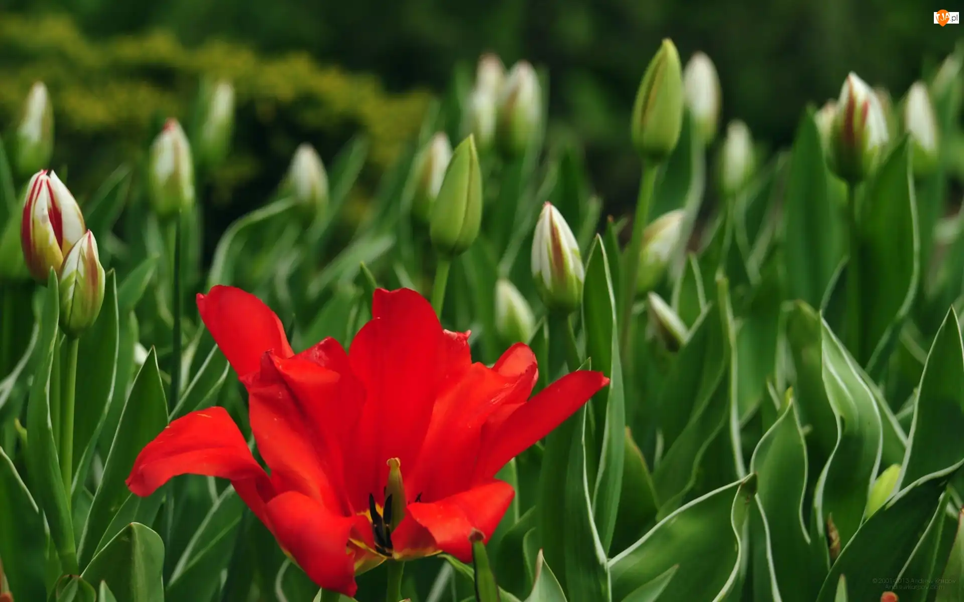 Tulipany, Kwiat, Pączki