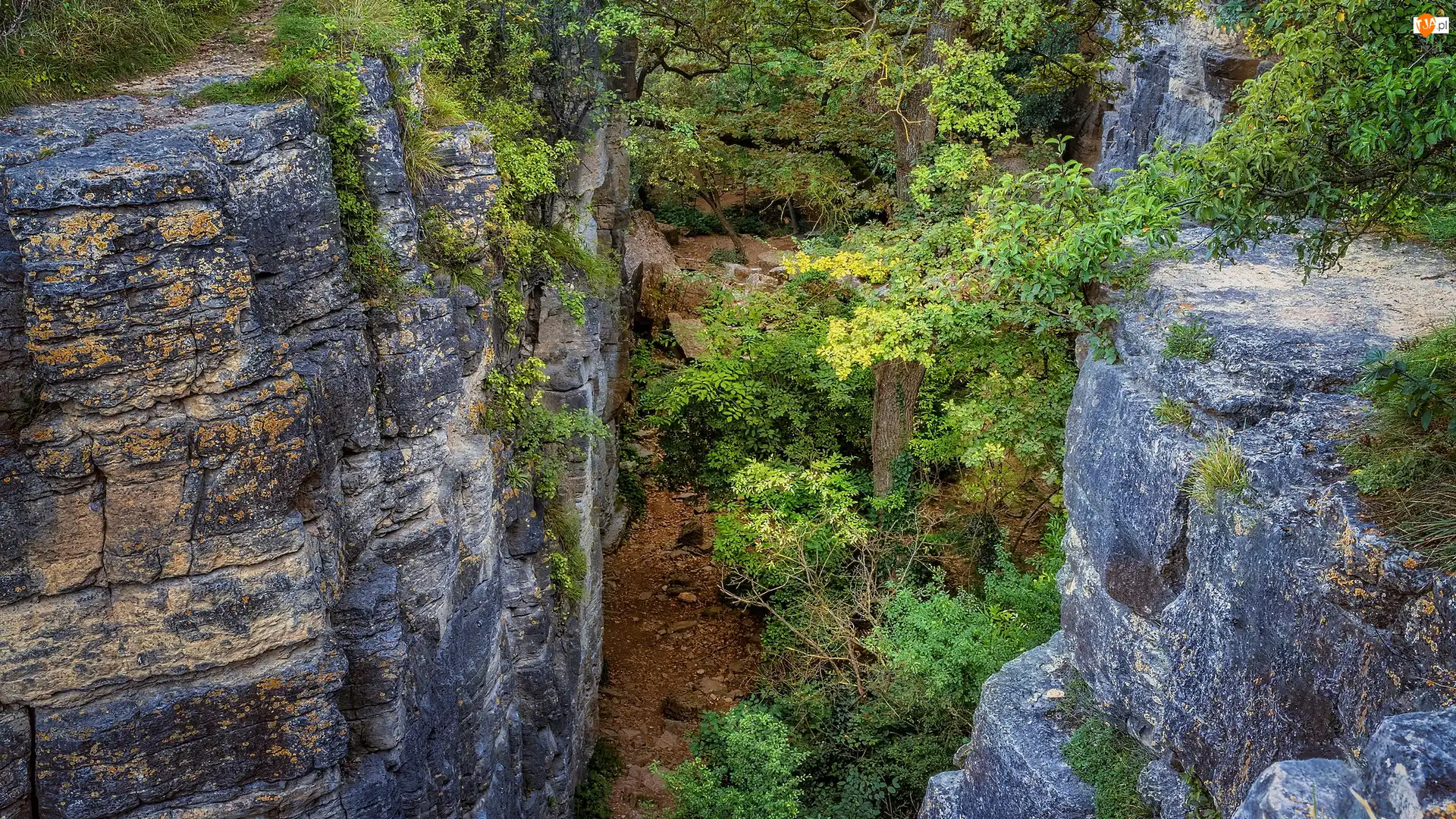 Drzewa, Skały, Hessigheimer Felsengarten, Niemcy, Rezerwat przyrody, Badenia-Wirtembergia