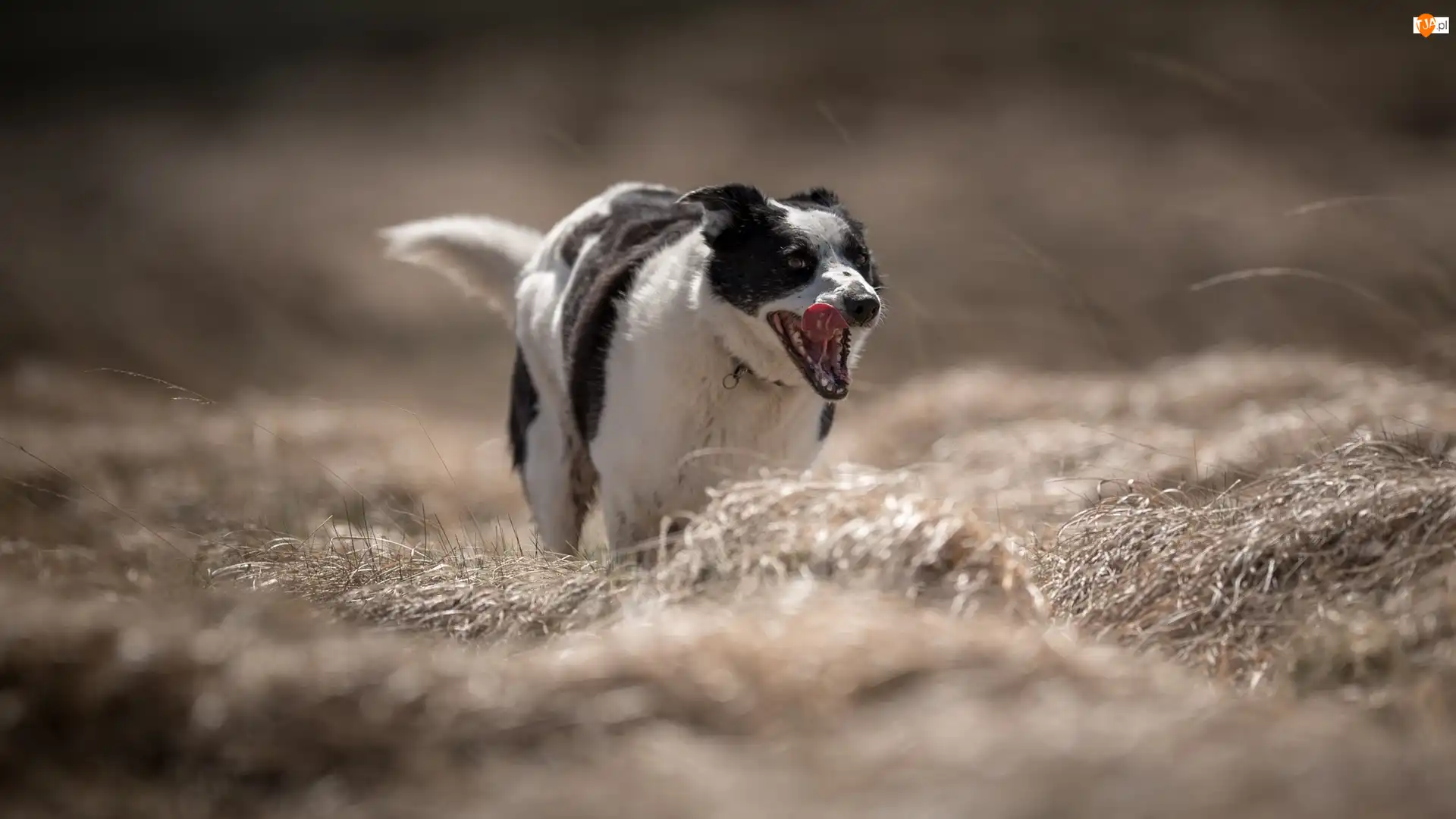 Border collie, Trawa, Czarno-biały, Pies, Łąka