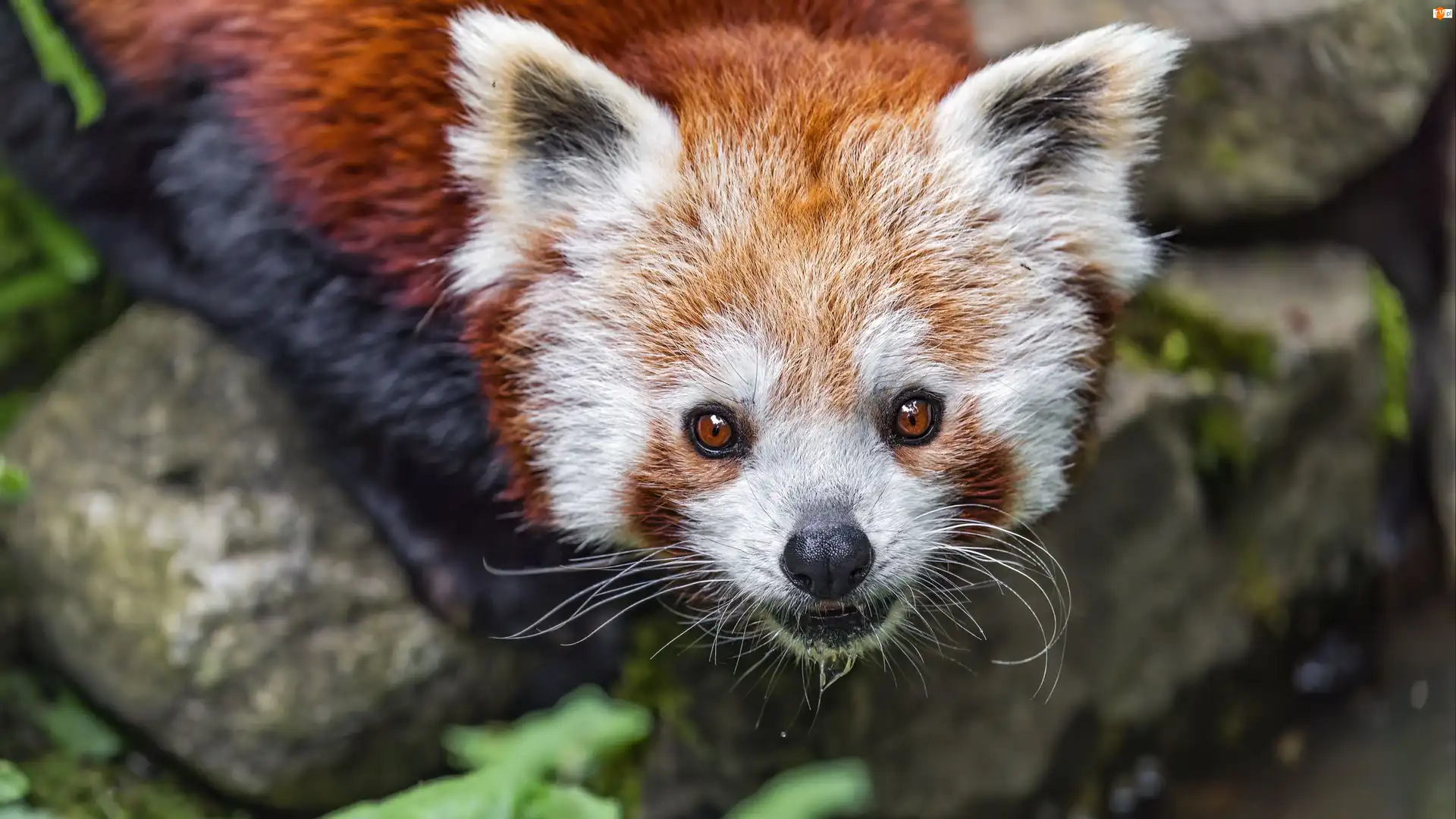 Pandka ruda, Czerwona panda, Rozmycie, Kamienie