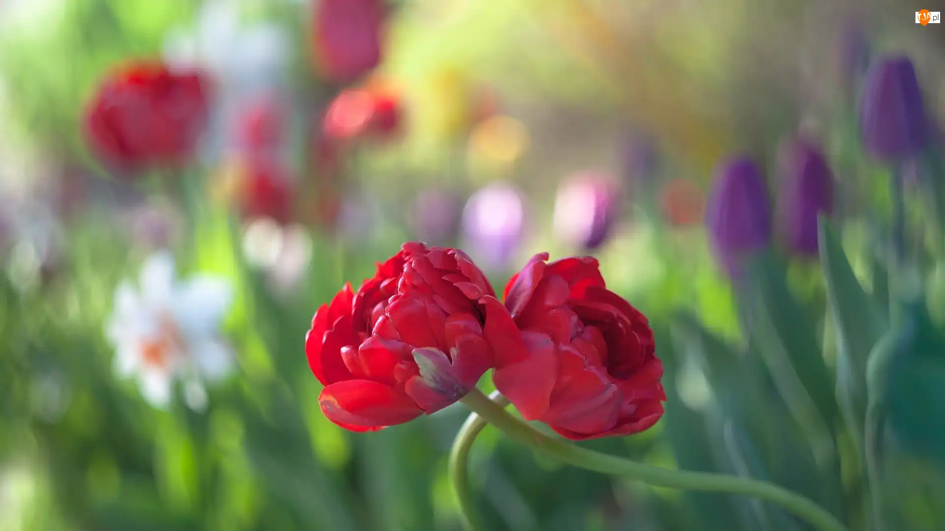 Tulipany, Kwiaty, Dwa, Czerwone