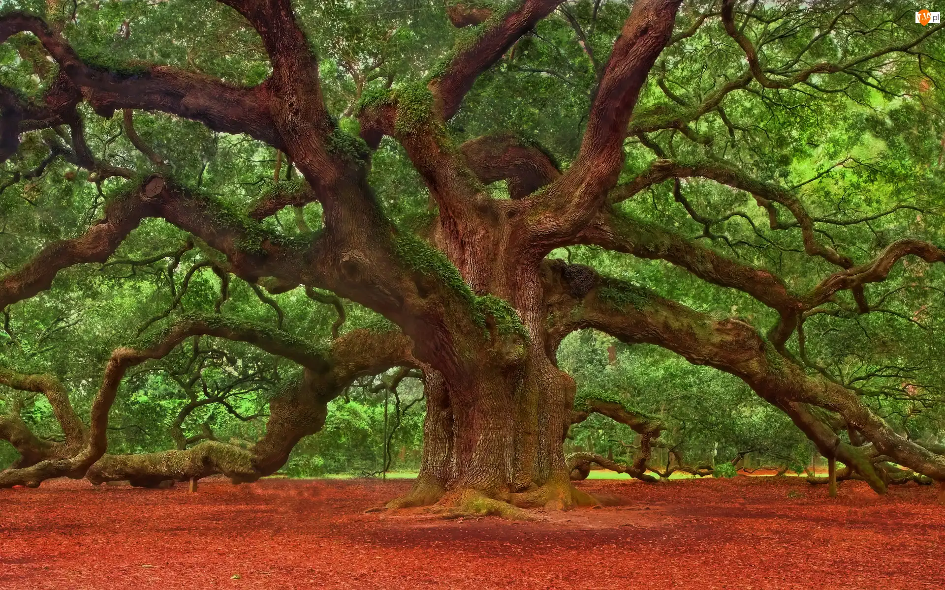 Stany Zjednoczone, Pięćsetletni, Stan Karolina Południowa, Angel Oak Tree, Charleston, Dąb, Rozłożyste, Drzewo, Konary