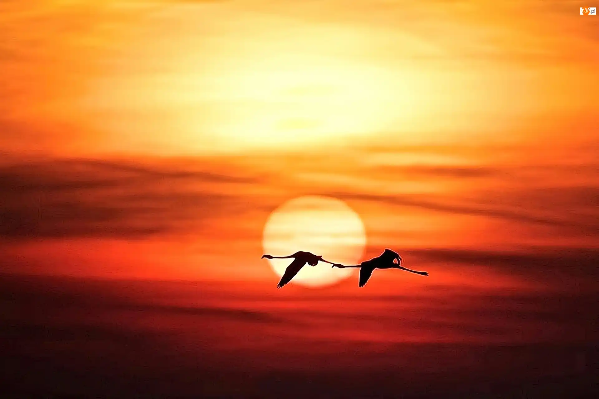 Słońca, Flamingi, Lot, Zachód