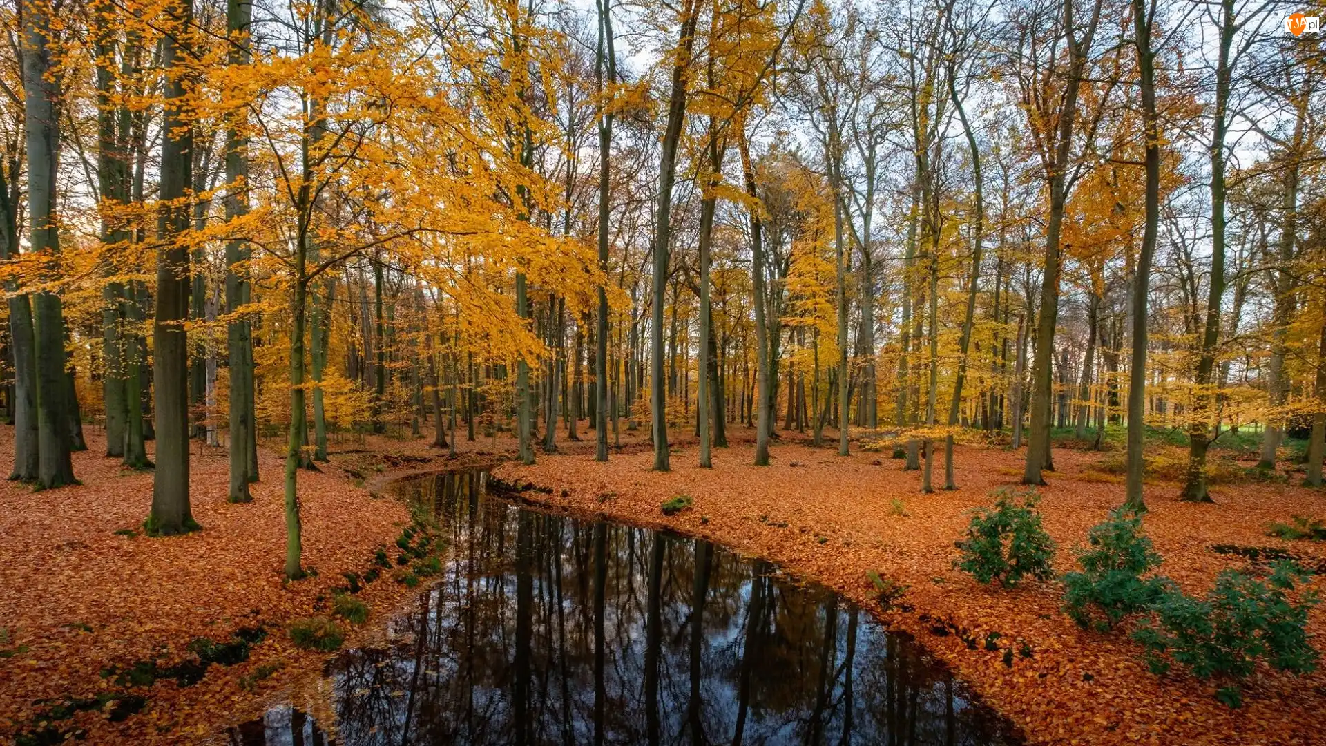 Liście, Las, Drzewa, Jesień