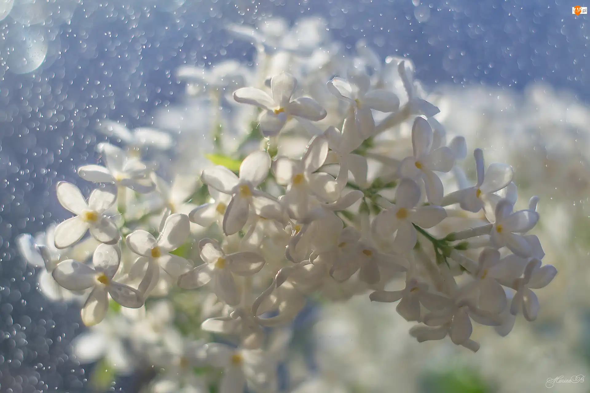 Bokeh, Kwiat, Biały, Bez