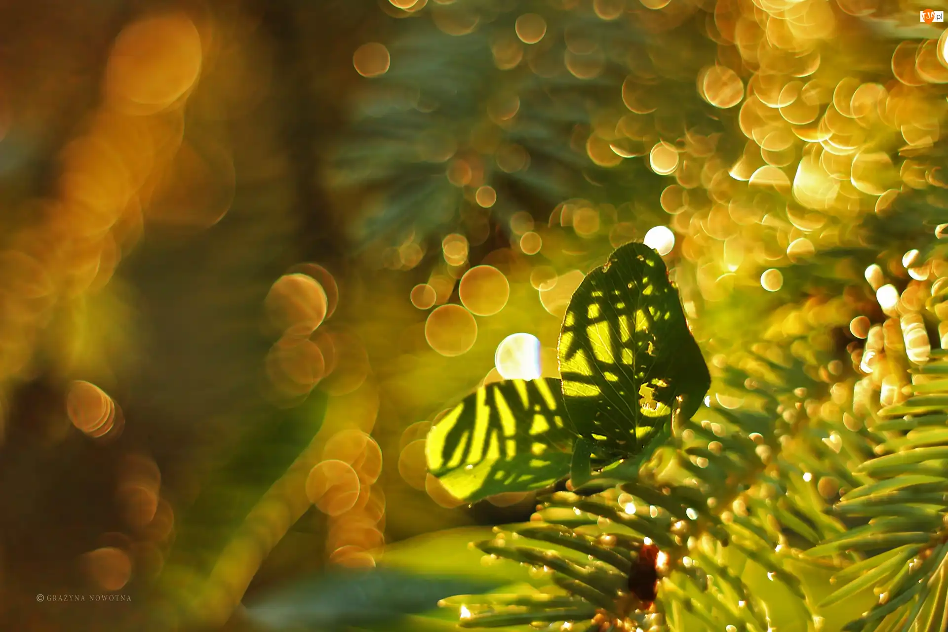 Bokeh, Liście, Gałązki