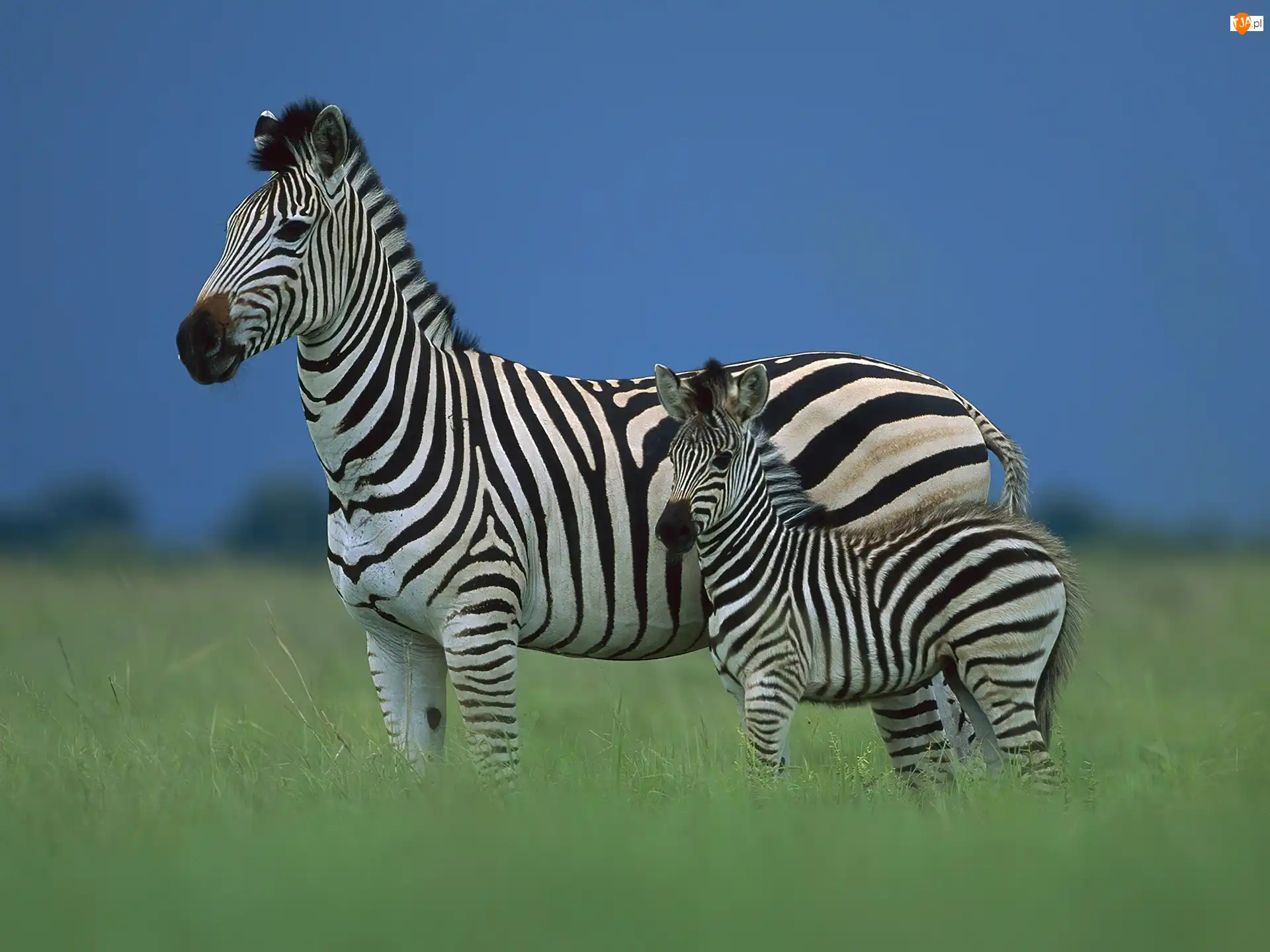 Paski, Zebra, Małe, Trawa