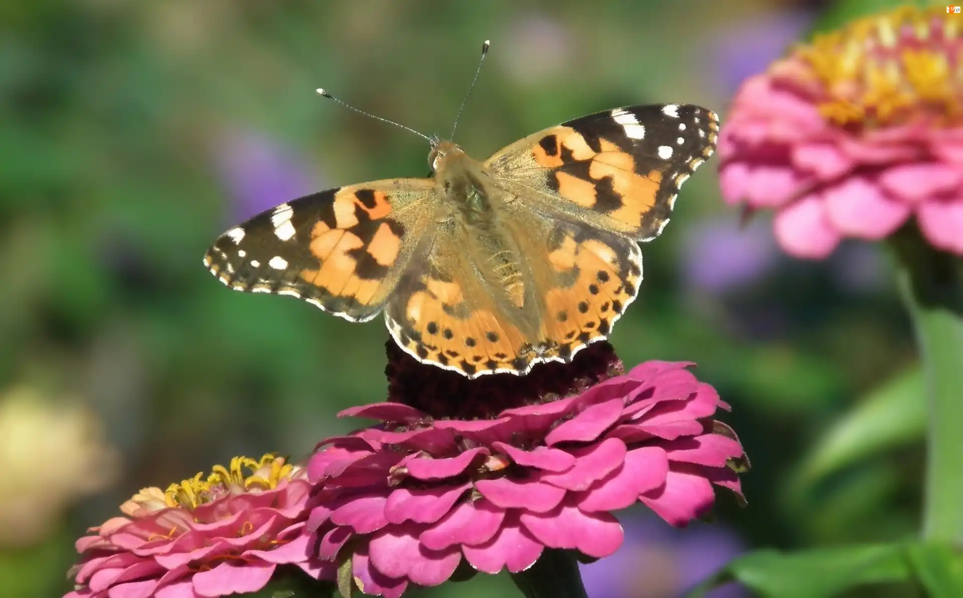 Cynia, Motyl, Rusałka osetnik, Kwiat