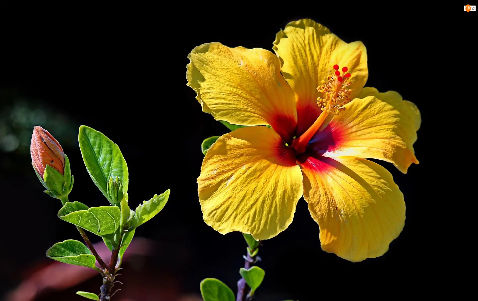 Pąk, Żółty, Hibiskus, Kwiat