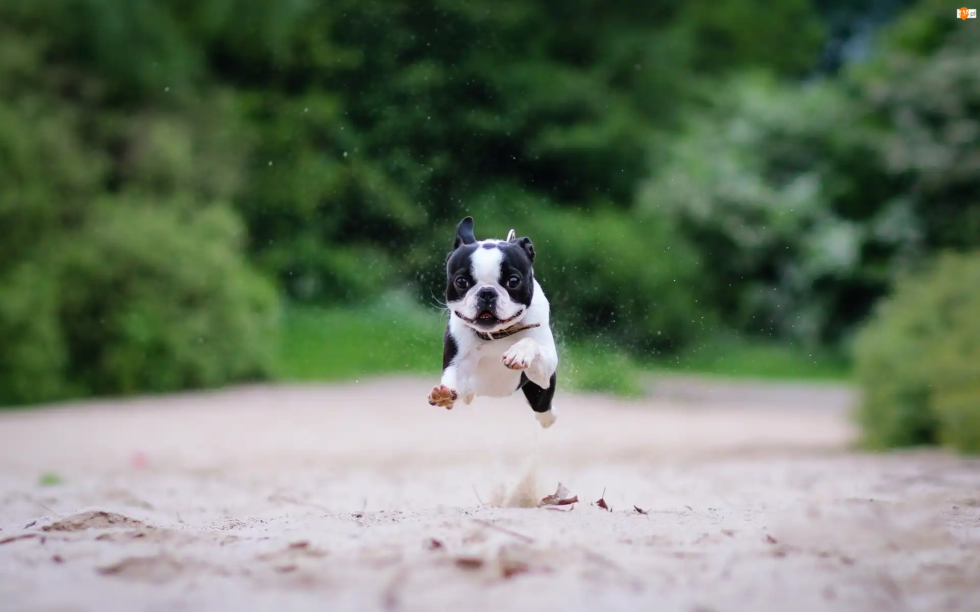 Bieg, Boston terrier