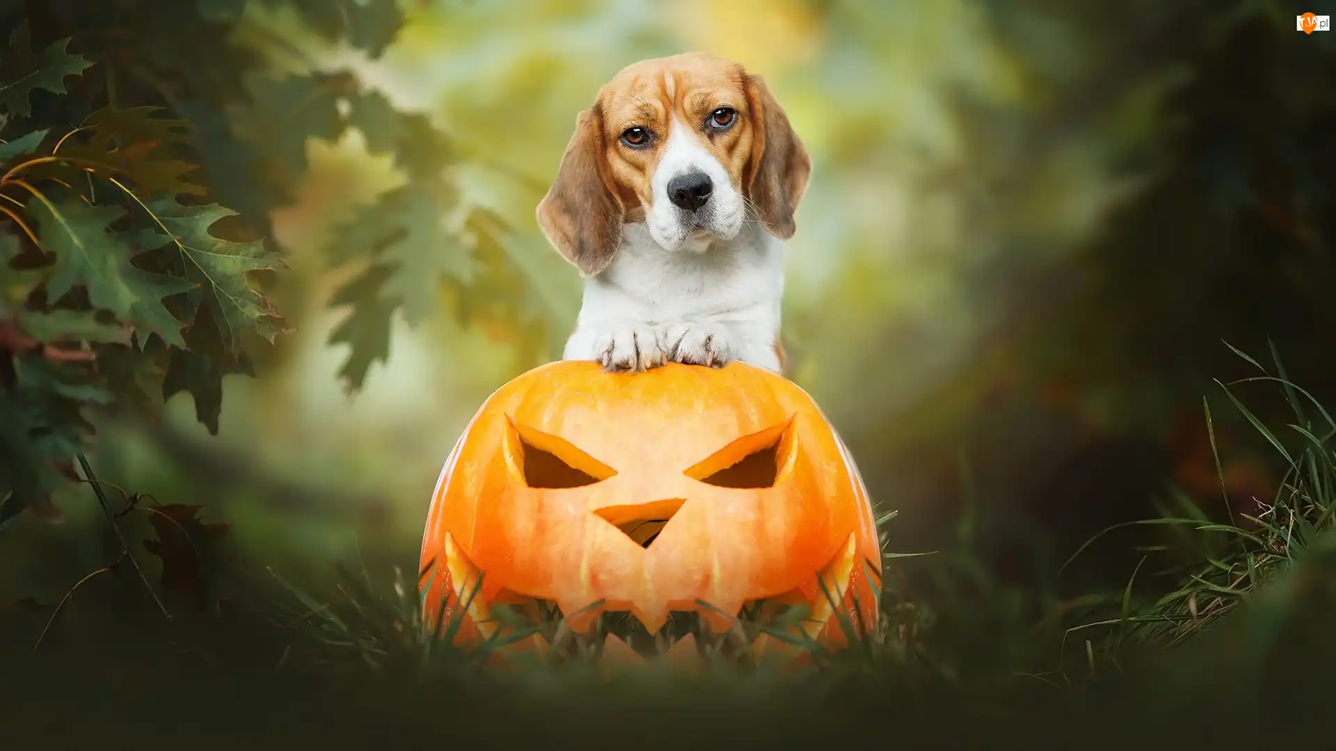 Halloween, Pies, Beagle, Dynia