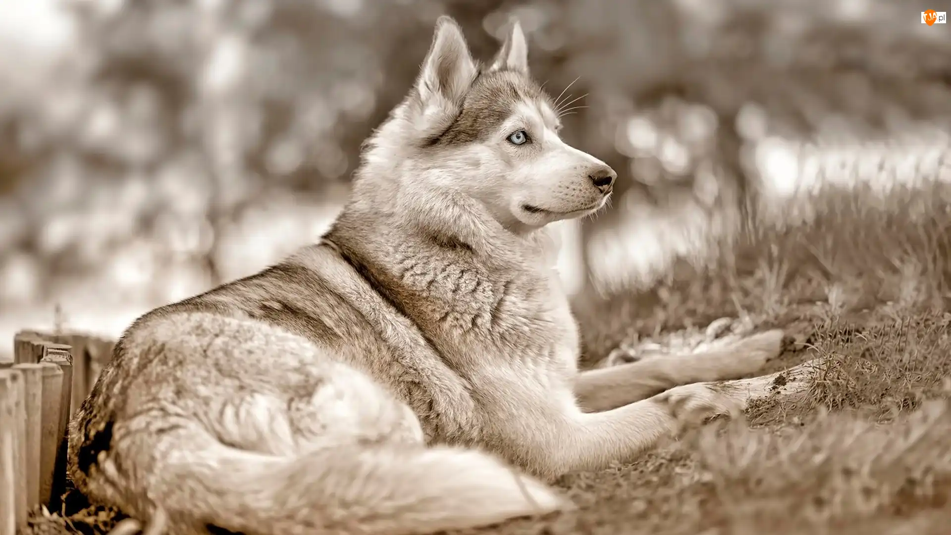 Czarno, Rozmycie, Husky, Siberian, Białe