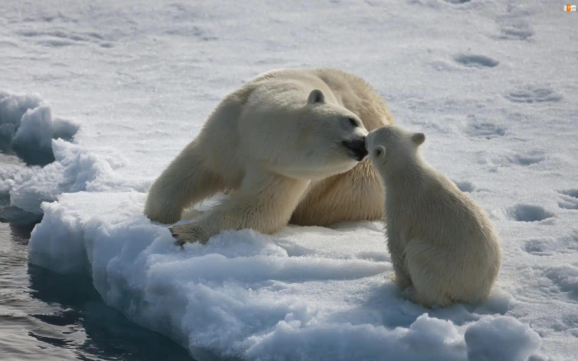 Całus, Misie, Polarne