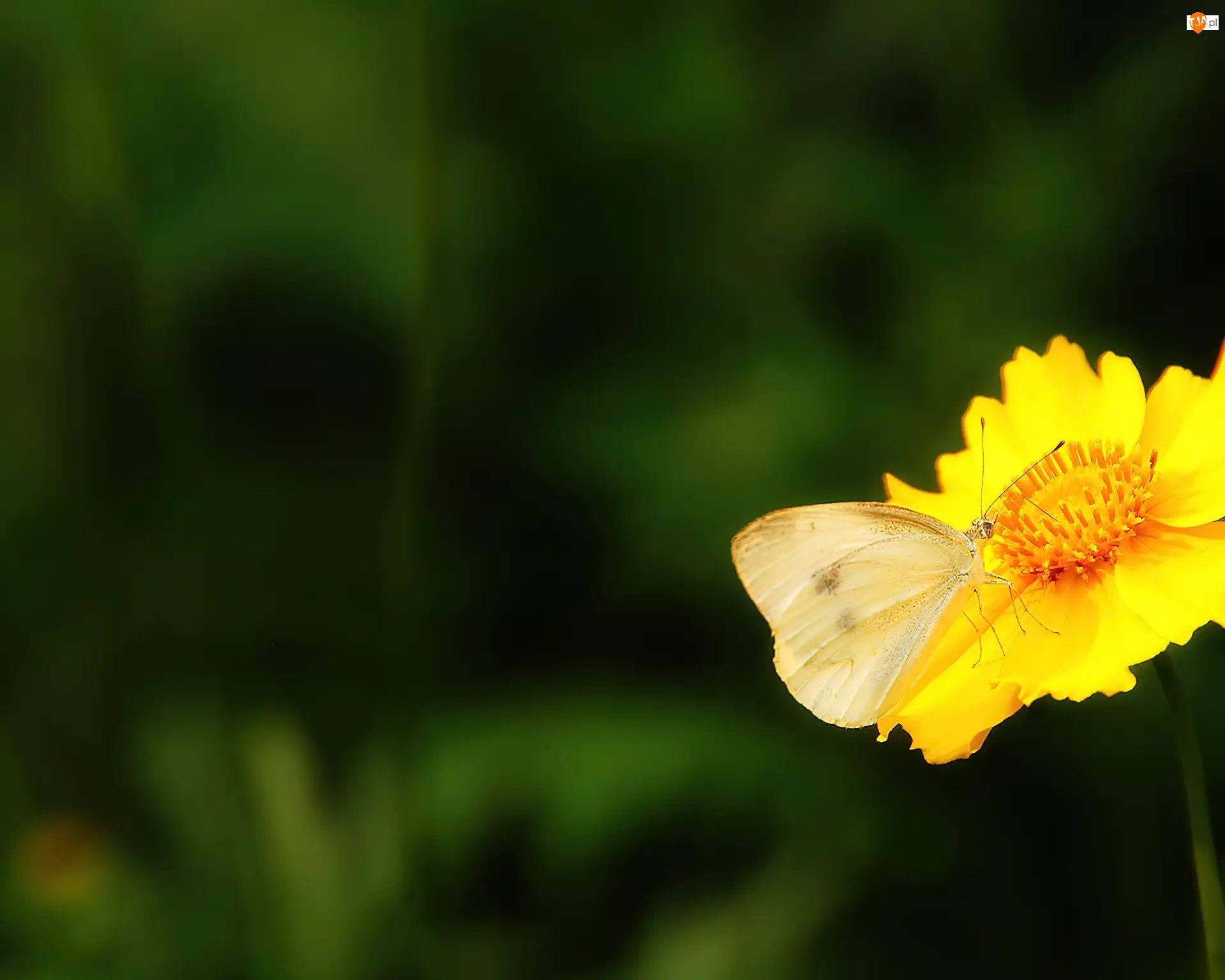 Motyl, Żółty, Kwiatek