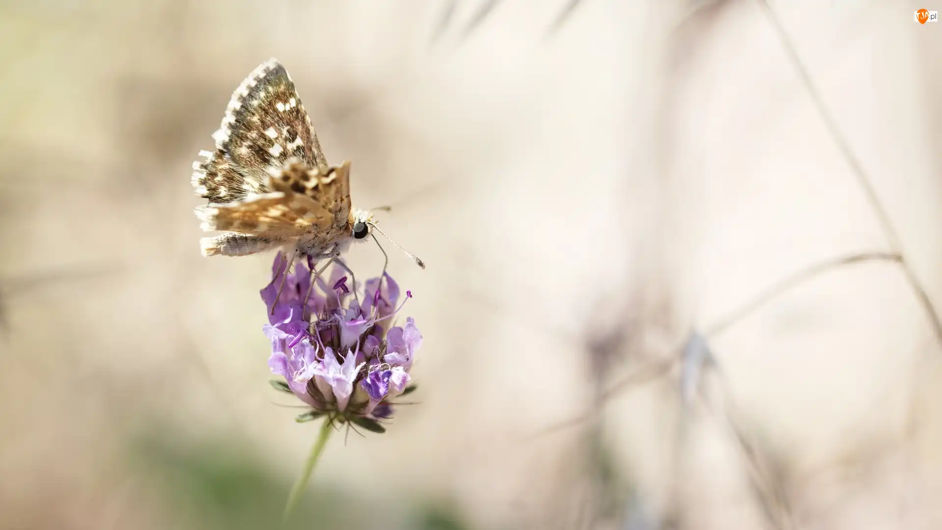 Skrzydełko, Makro, Postrzępione, Motyl, Kwiat