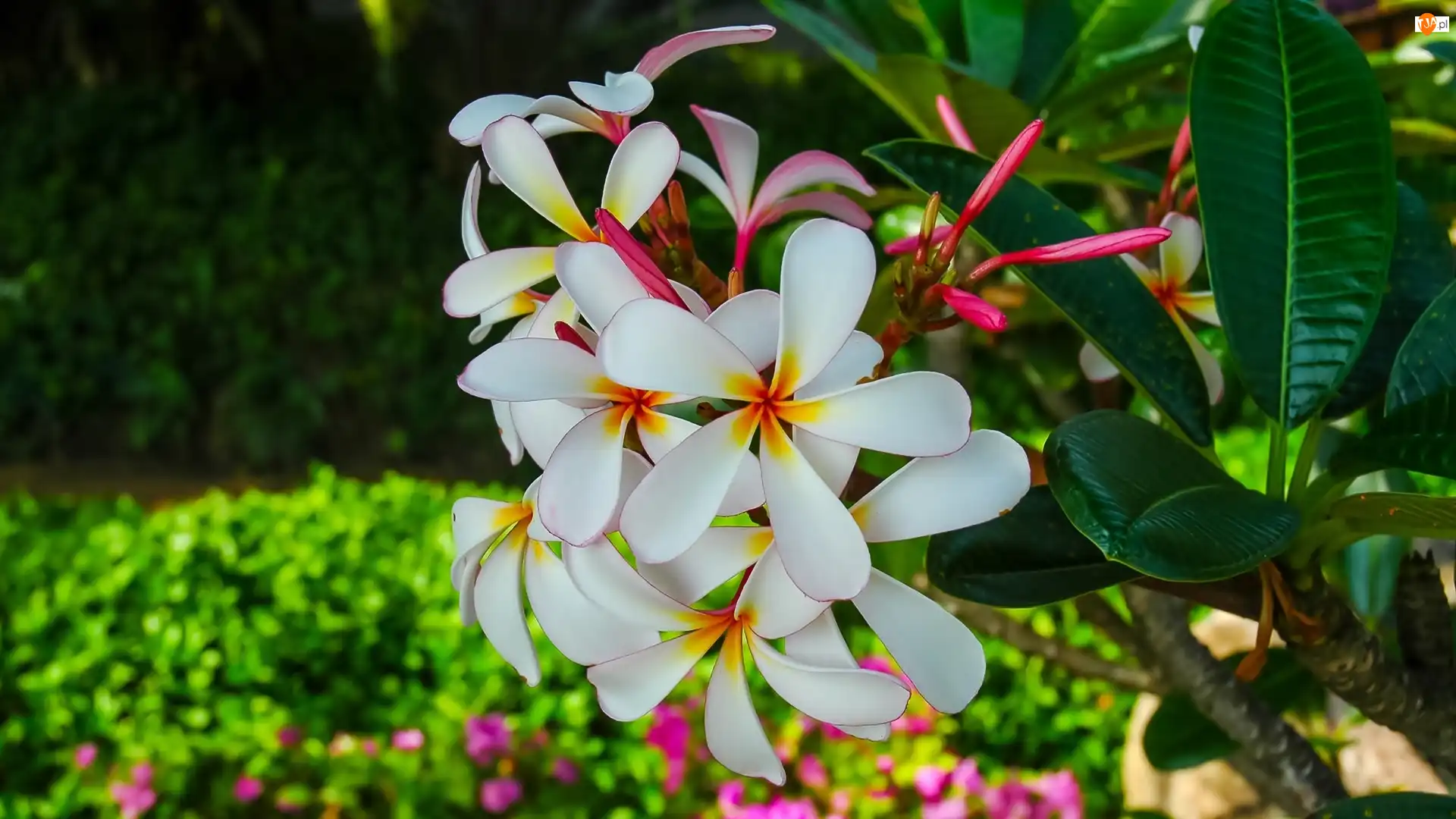 Liście, Kwiat, Plumeria