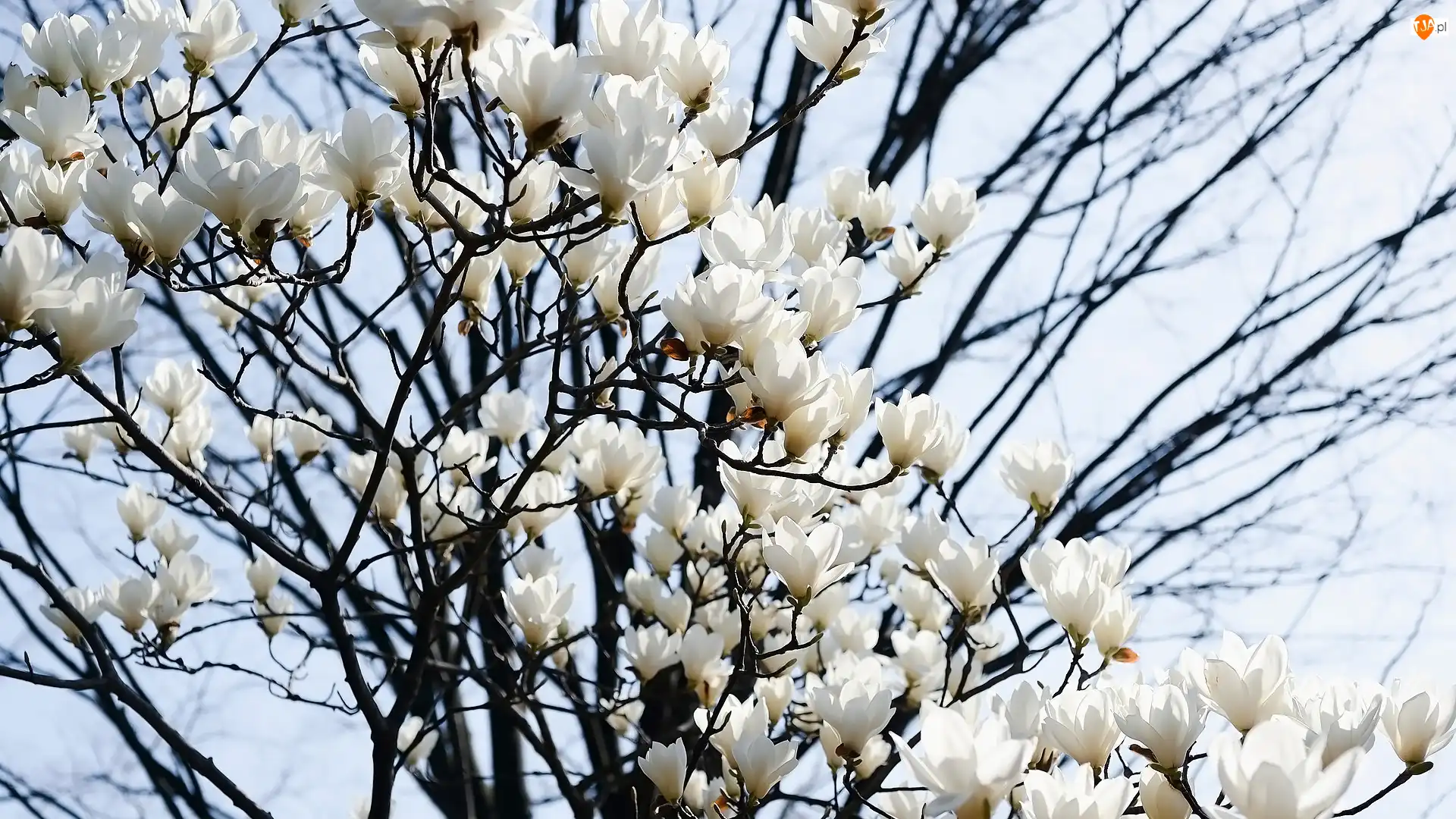 Magnolia, Niebo, Kwiaty, Białe, Gałązki