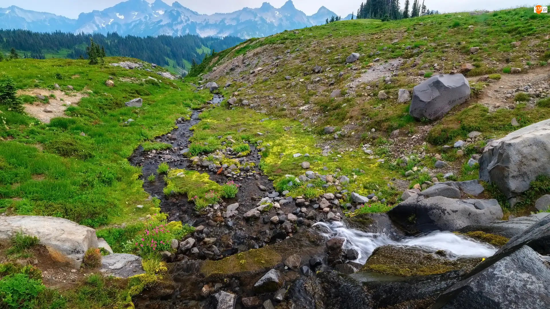 Stany Zjednoczone, Kamienie, Stan Waszyngton, Kwiaty, Park Narodowy Mount Rainier, Skały, Góry, Potok, Trawa