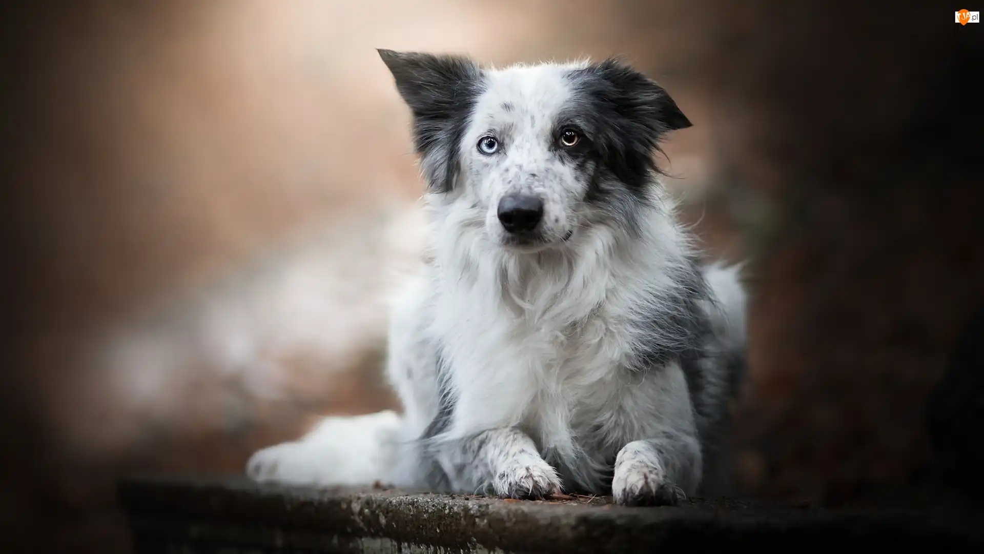 Murek, Tło, Border collie, Pies, Rozmyte