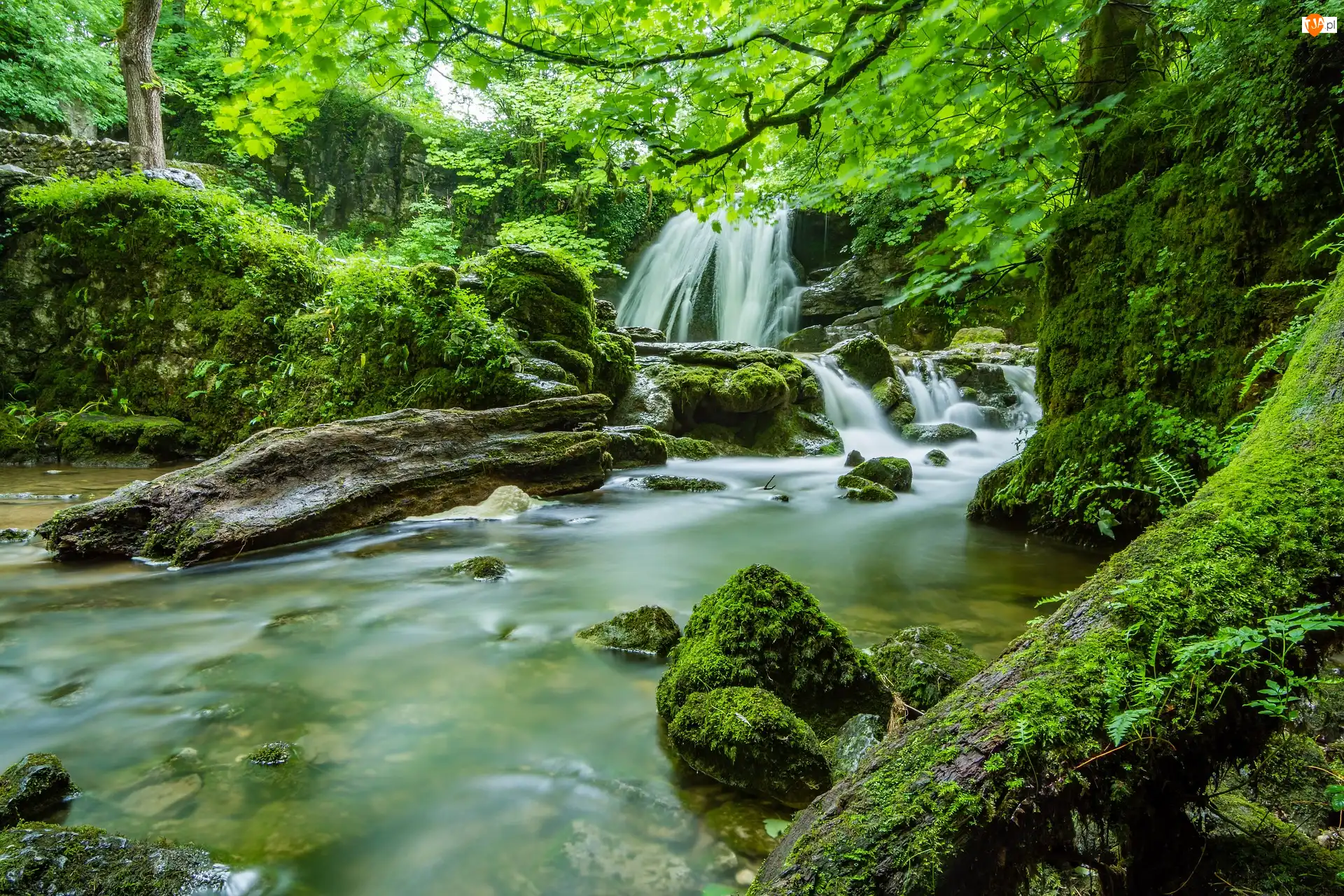 Wodospad Janets Foss, Mech, Hrabstwo North Yorkshire, Anglia, Las
