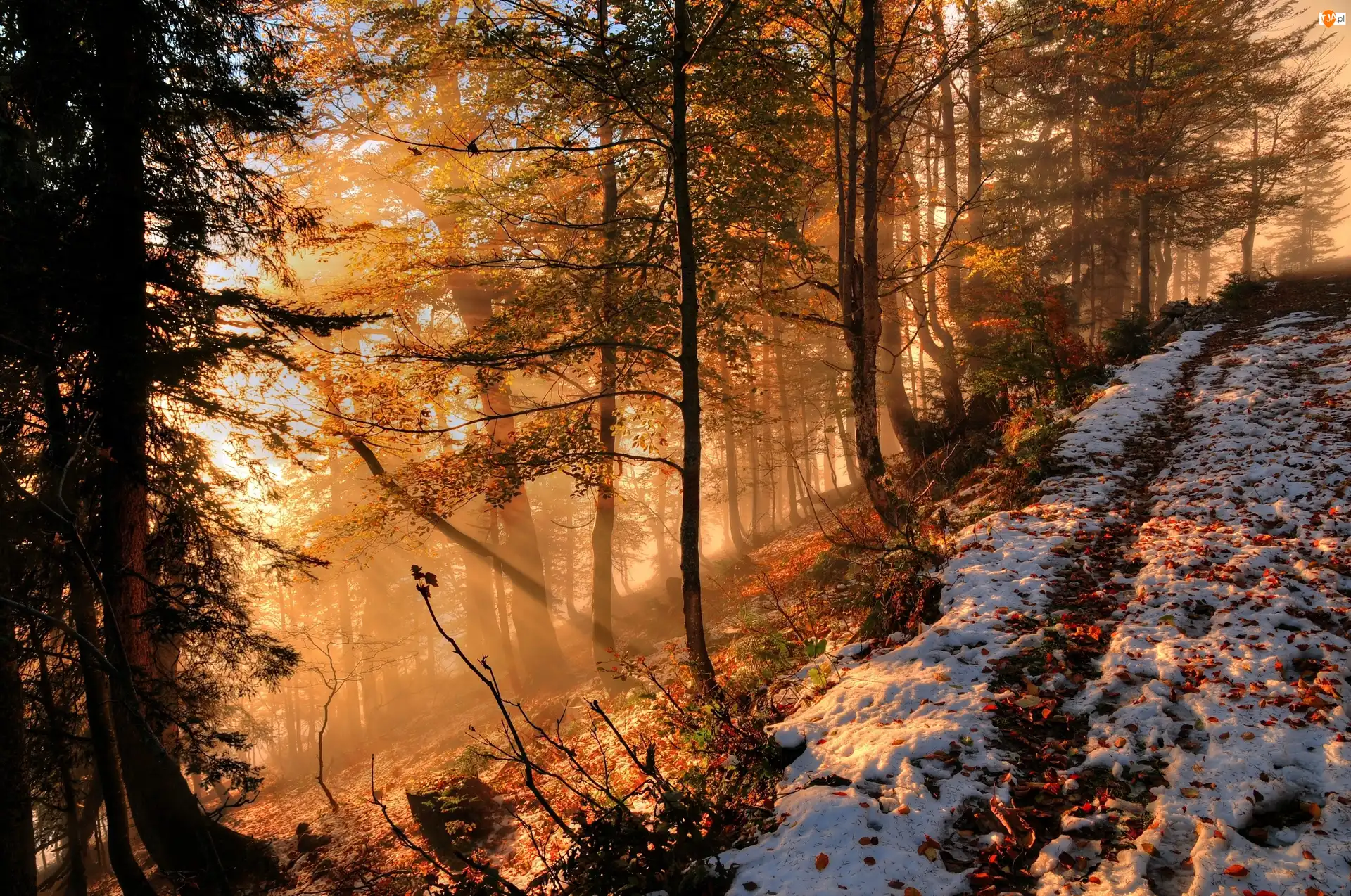 Słońca, Las, Śnieg, Promienie