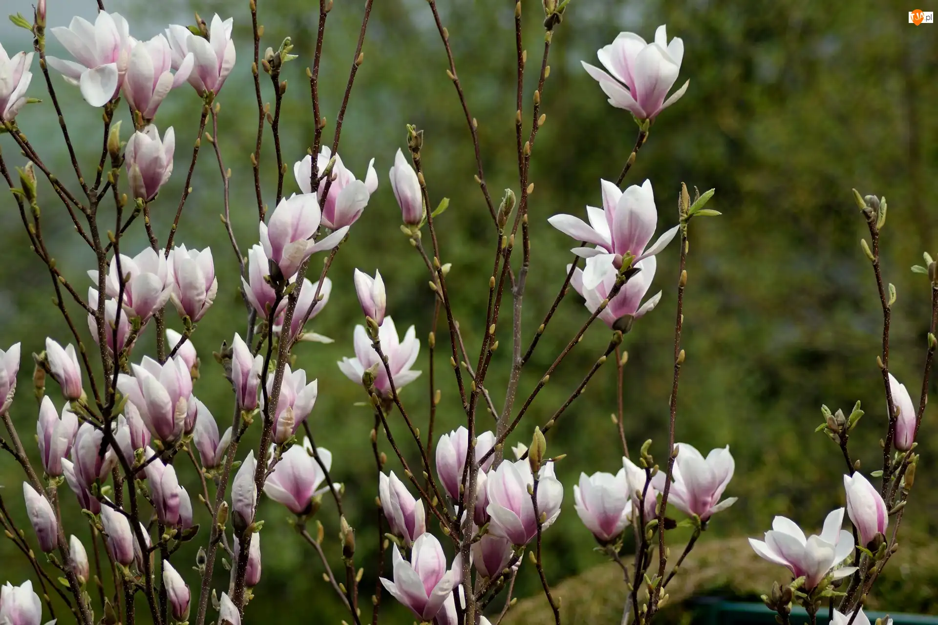 Magnolia, Kwitnąca