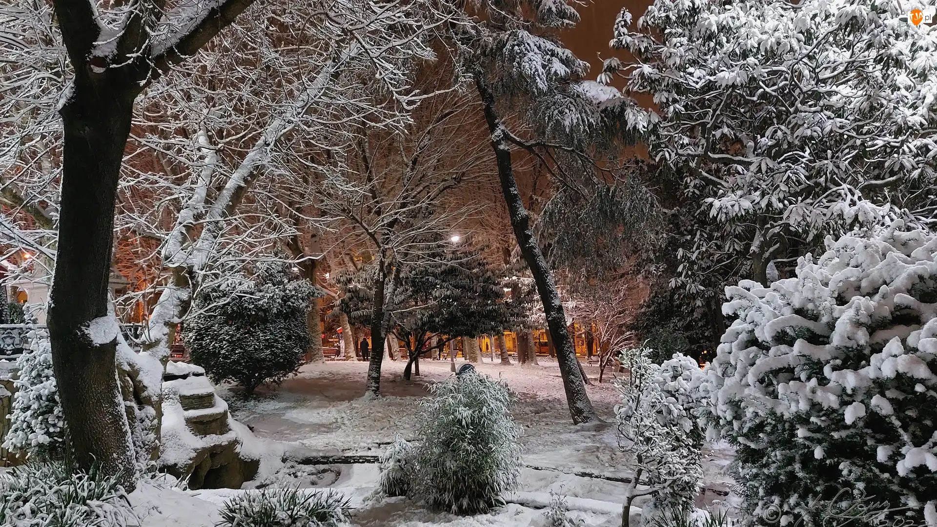 Park, Zima, Ośnieżone, Drzewa