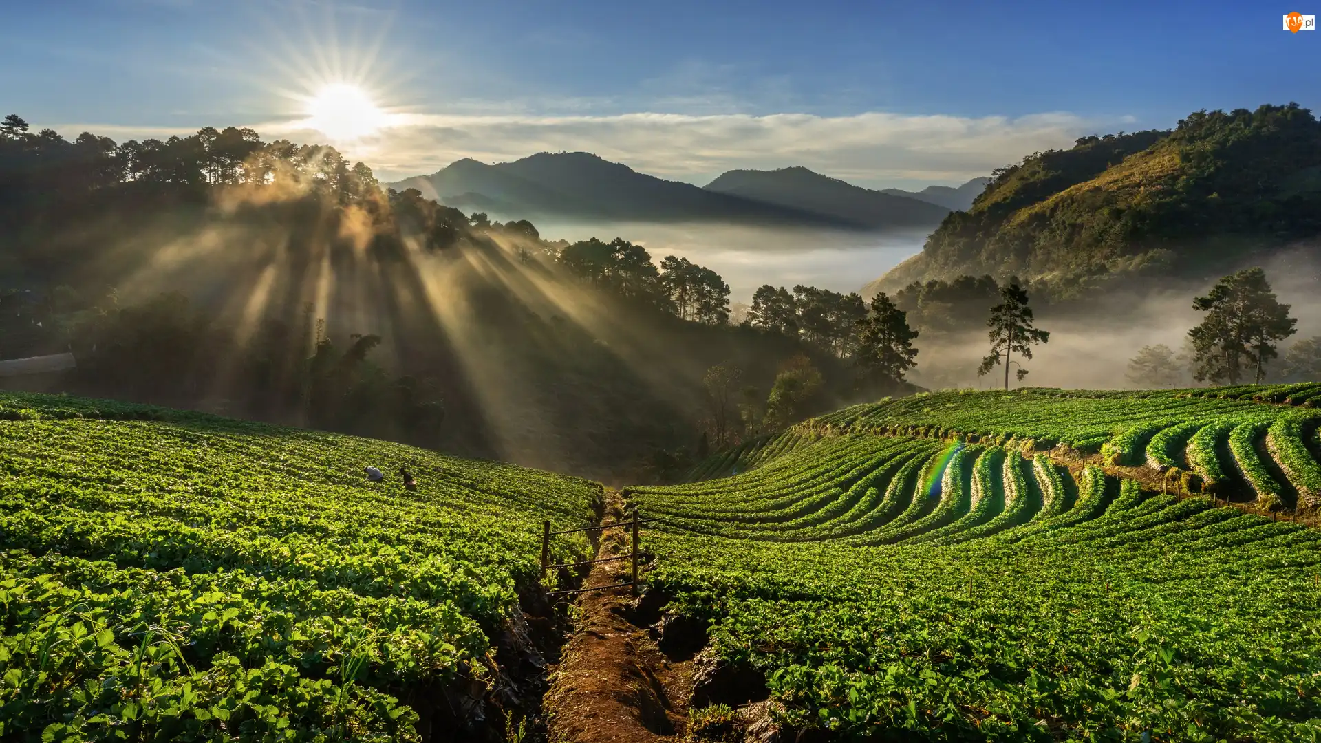 Tajlandia, Wschód słońca, Przebijające światło, Doi Ang Khang, Truskawek, Plantacja, Wzgórza, Drzewa, Góra, Prowincja Chiang Mai