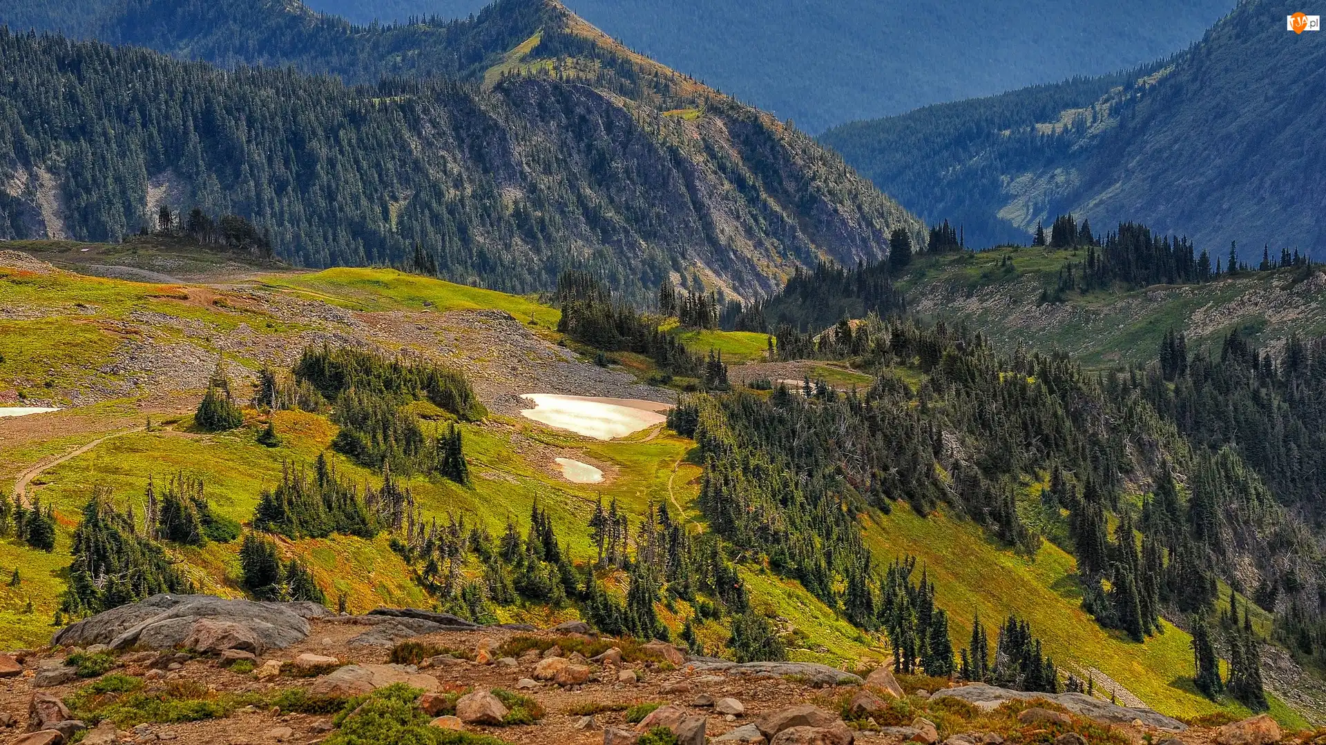 Drzewa, Stany Zjednoczone, Góry, Skały, Stan Waszyngton, Lasy, Roślinność, Park Narodowy Mount Rainier