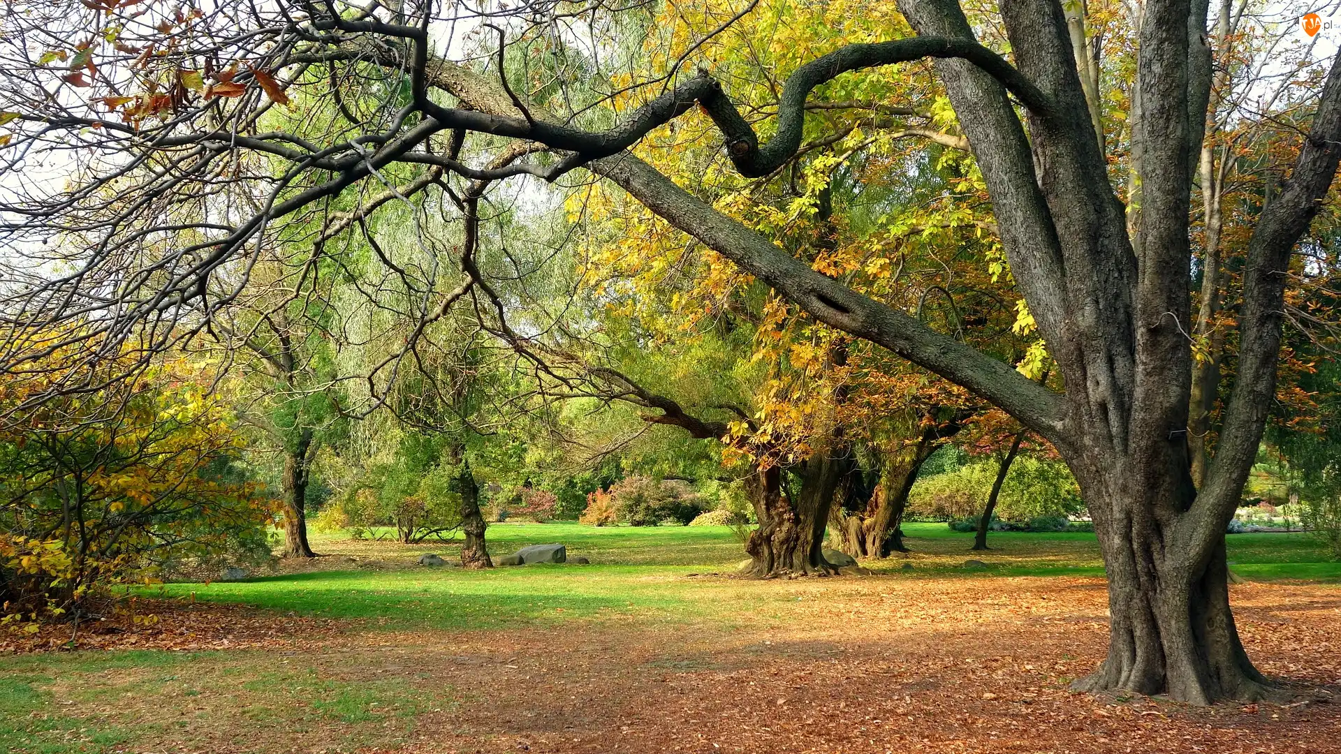 Opadłe, Park, Drzewa, Jesień, Liście