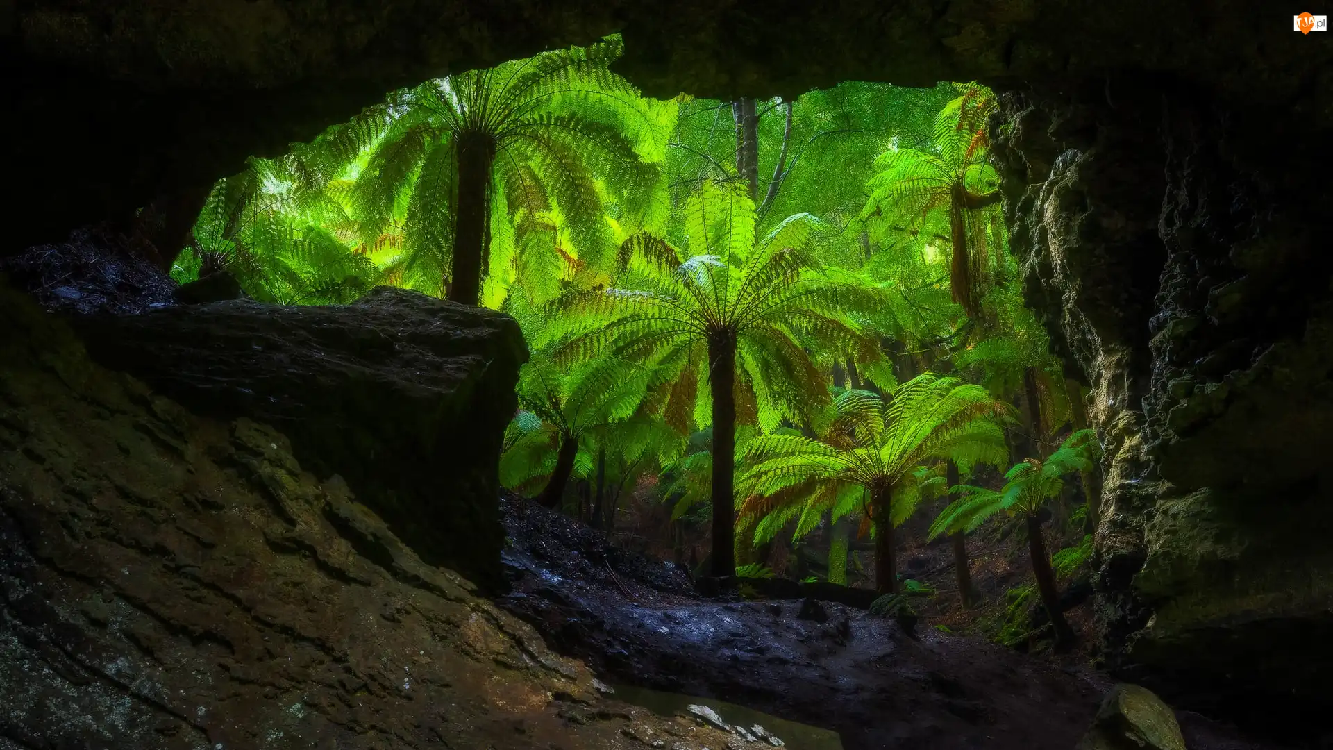 Tasmania, Australia, Jaskinia, Drzewa, Skały, Trowutta Arch