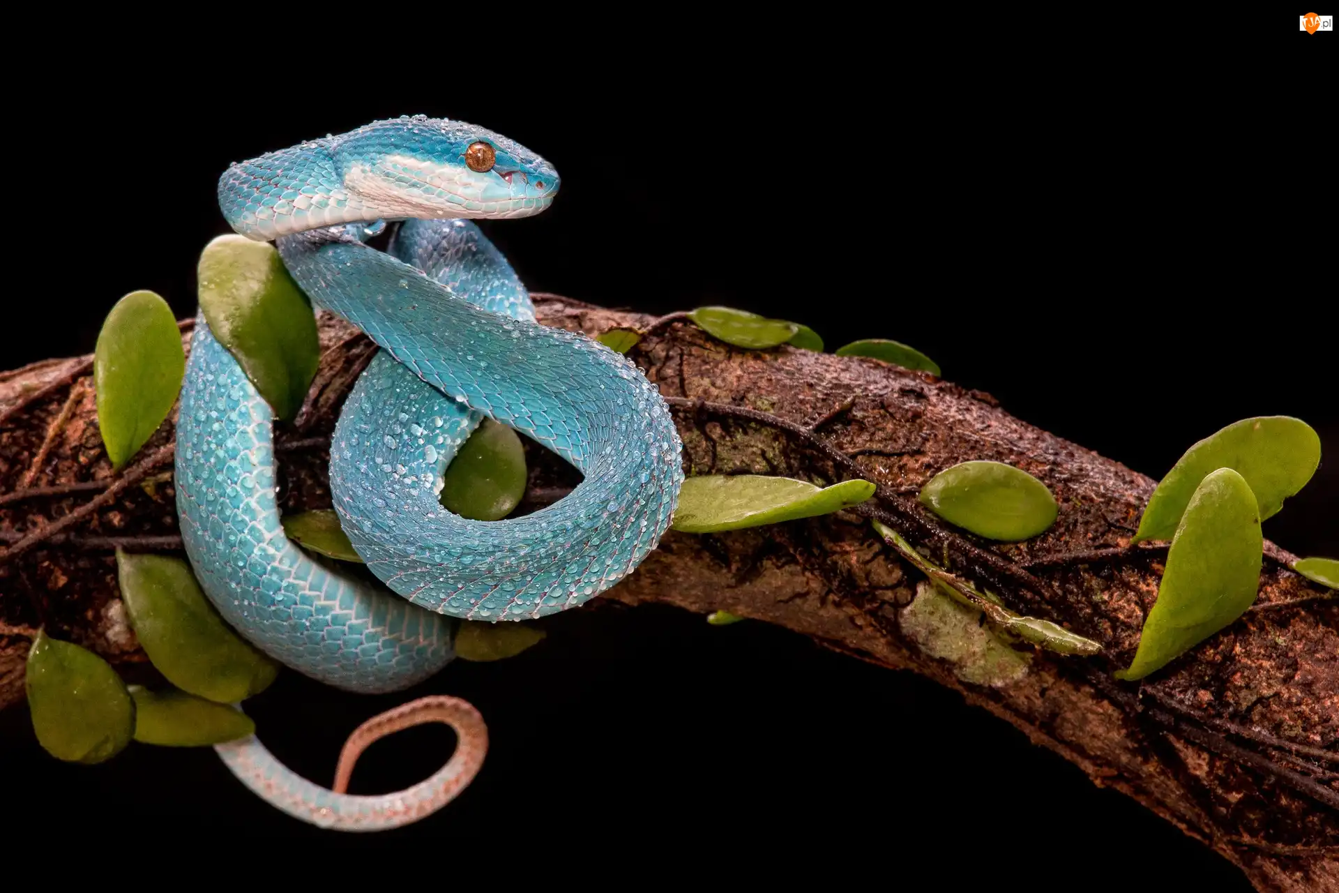 Trimeresurus albolabris insularis, Liście, Żmija, Niebieska, Konar