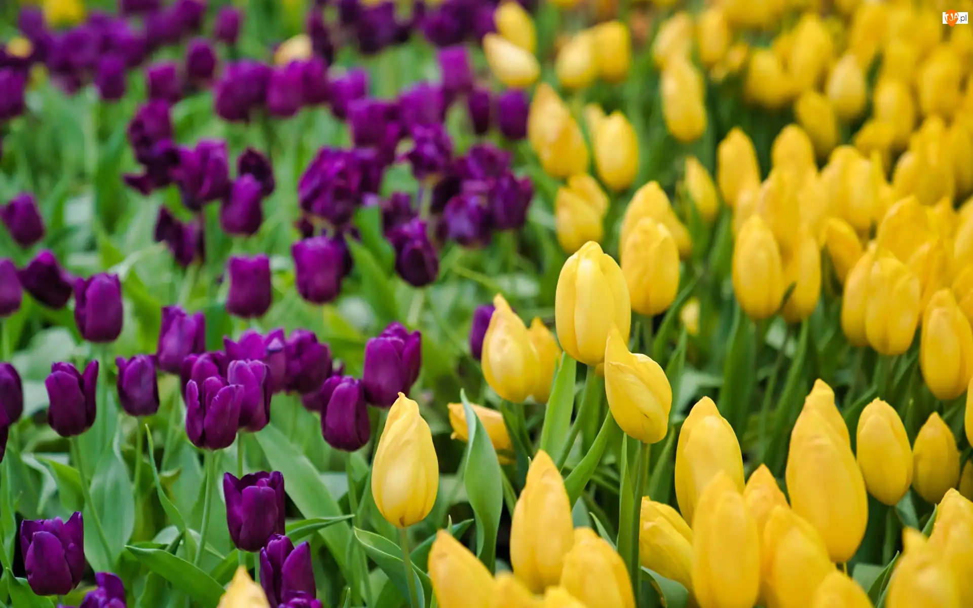 Fioletowe, Tulipany, Żółte