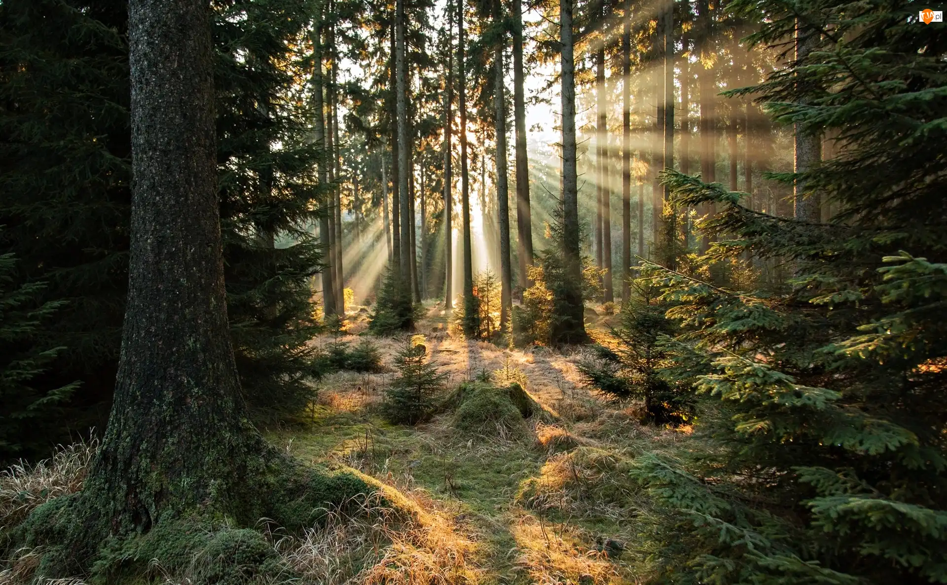 Przebijające Światło, Las, Poranek, Promienie słońca