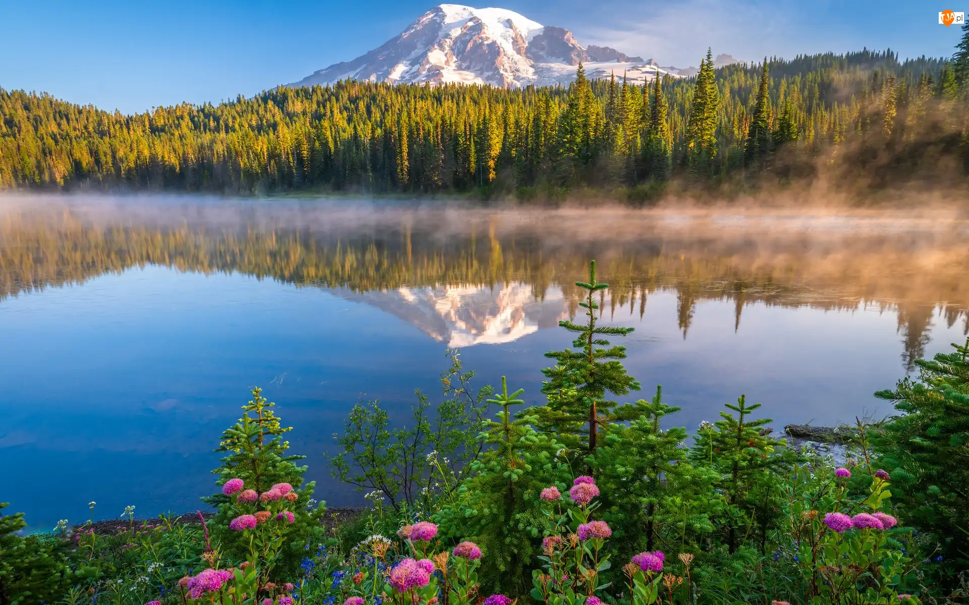 Reflection Lake, Góry, Jezioro, Stany Zjednoczone, Odbicie, Park Narodowy Mount Rainier, Drzewa, Mgła, Stratowulkan Mount Rainier, Świerki, Kwiaty, Stan Waszyngton