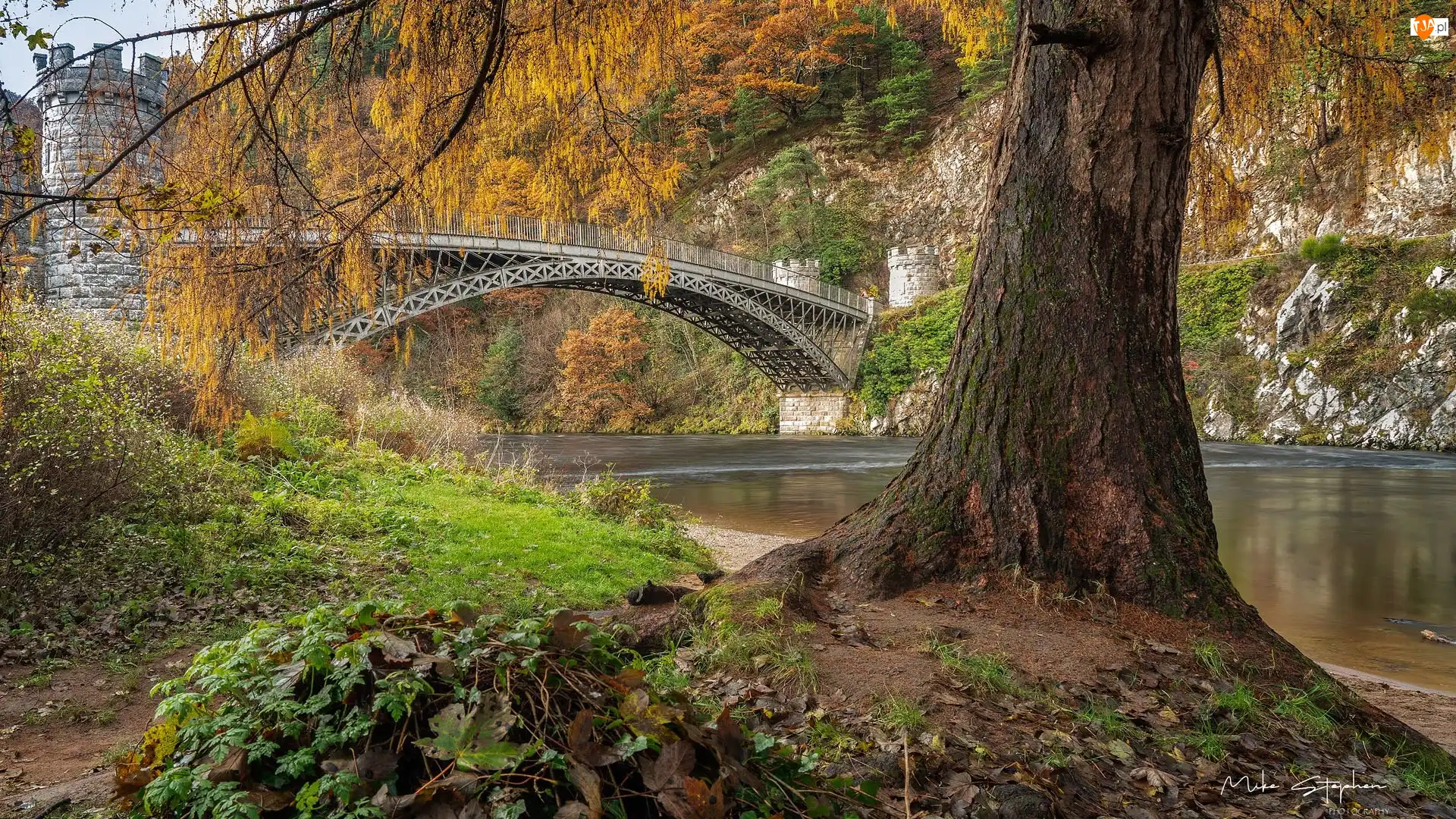 Drzewo, Jesień, Most, Rośliny, Rzeka, Craigellachie Bridge, Szkocja, Spey River