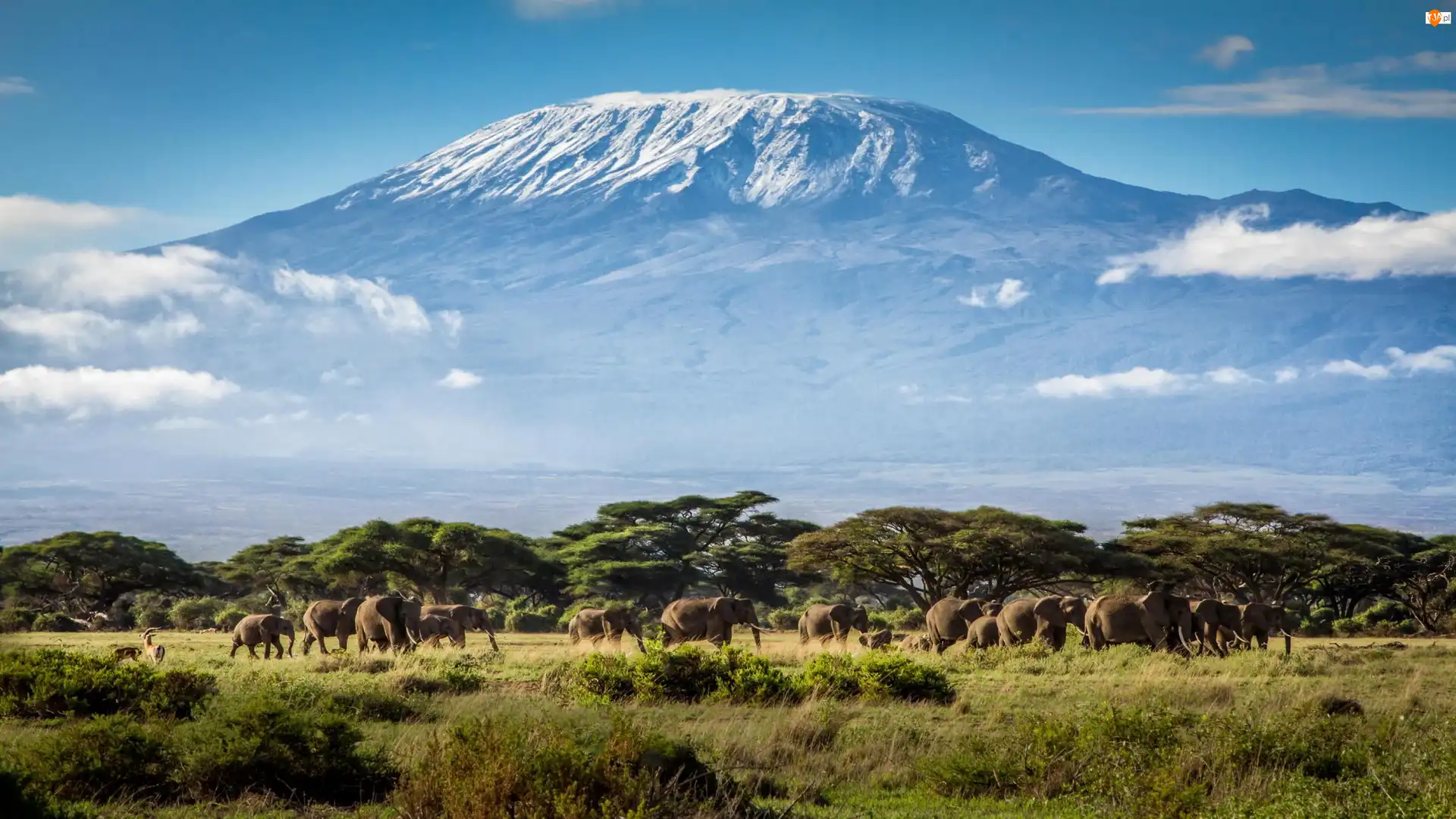 Afryka, Słonie, Tanzania, Kilimandżaro, Góry