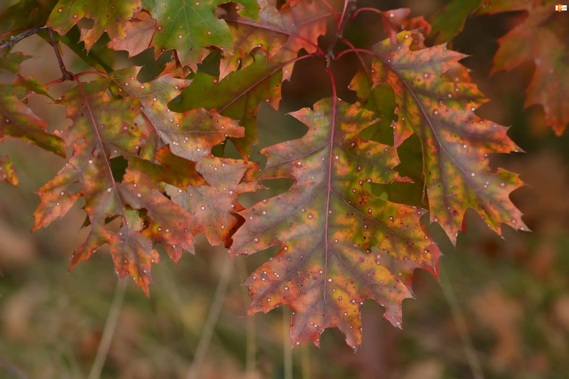Liście, Dąb, Jesienne