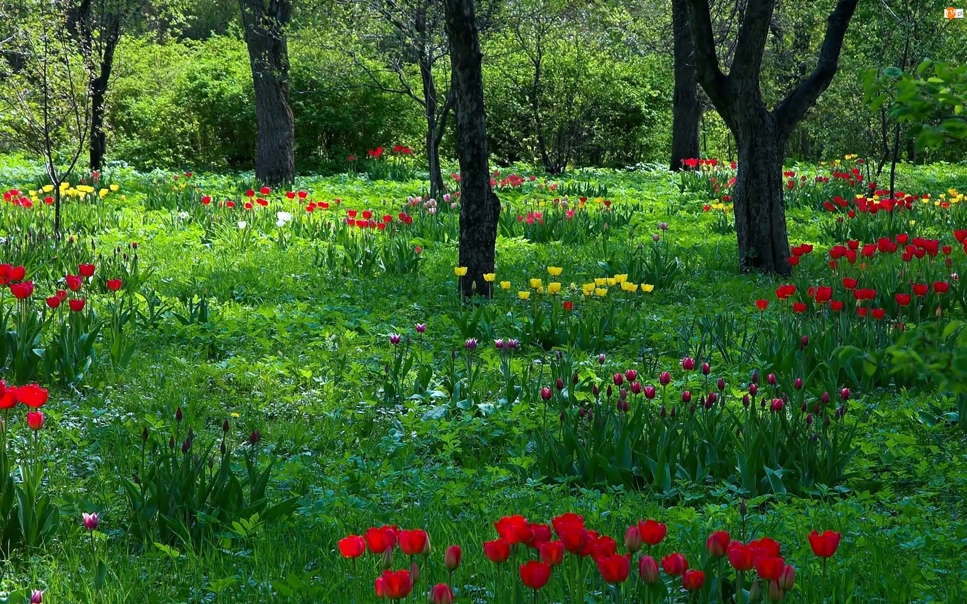 Tulipany, Światło, Wiosna, Park, Przebijające